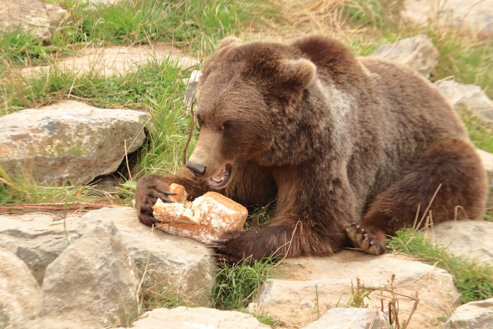 European brown bear (July 2020)