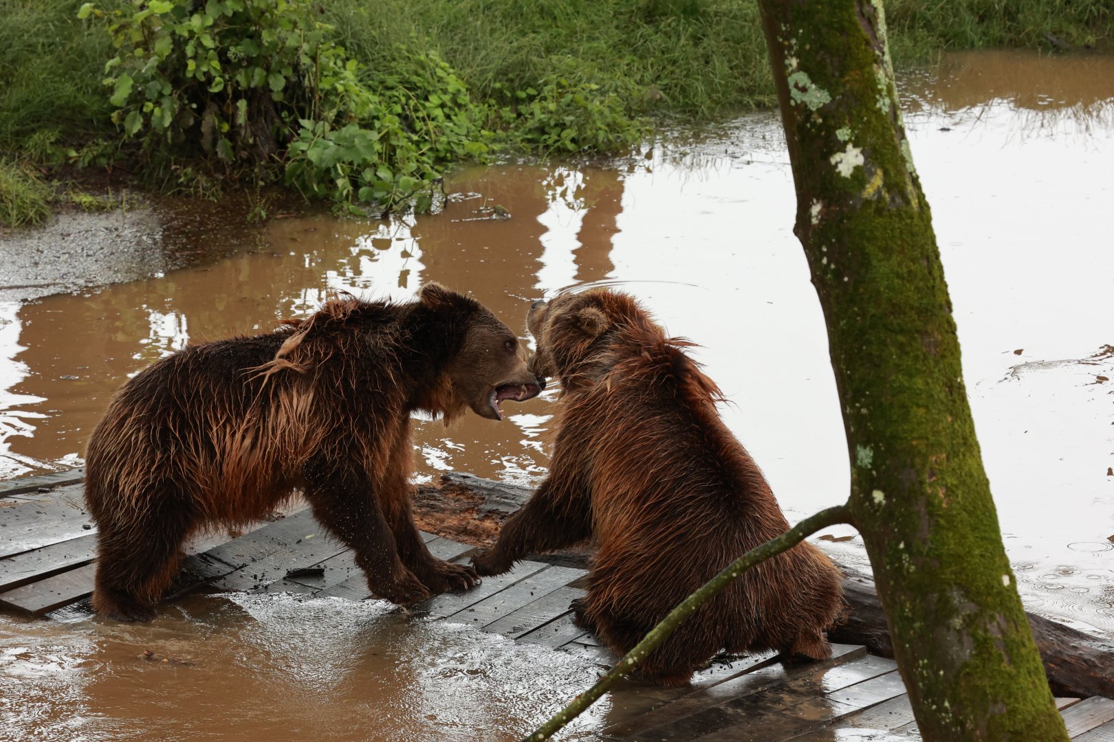 European brown bear (July 2021)