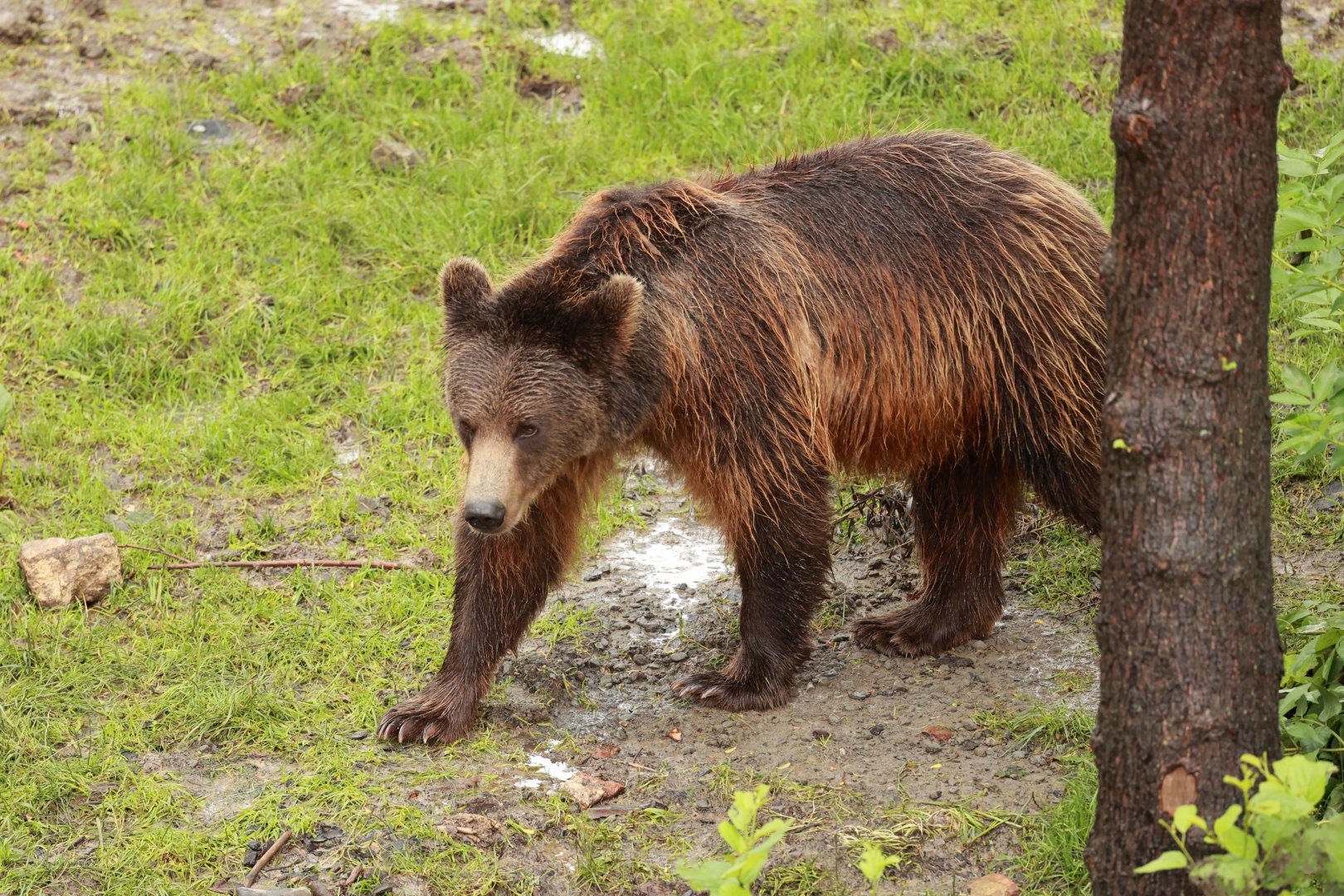 European brown bear (July 2021)