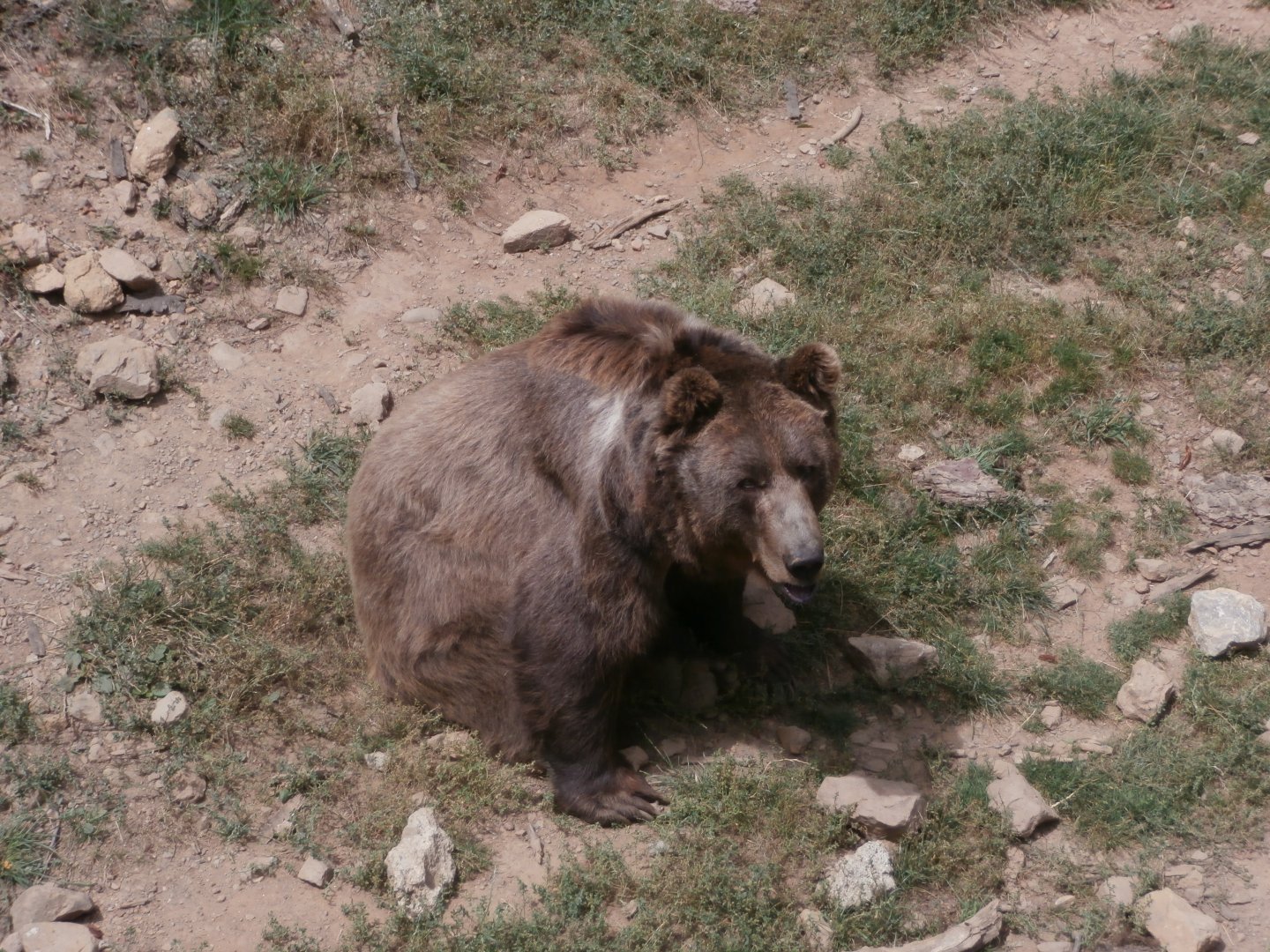 European brown bear- Lacuniacha