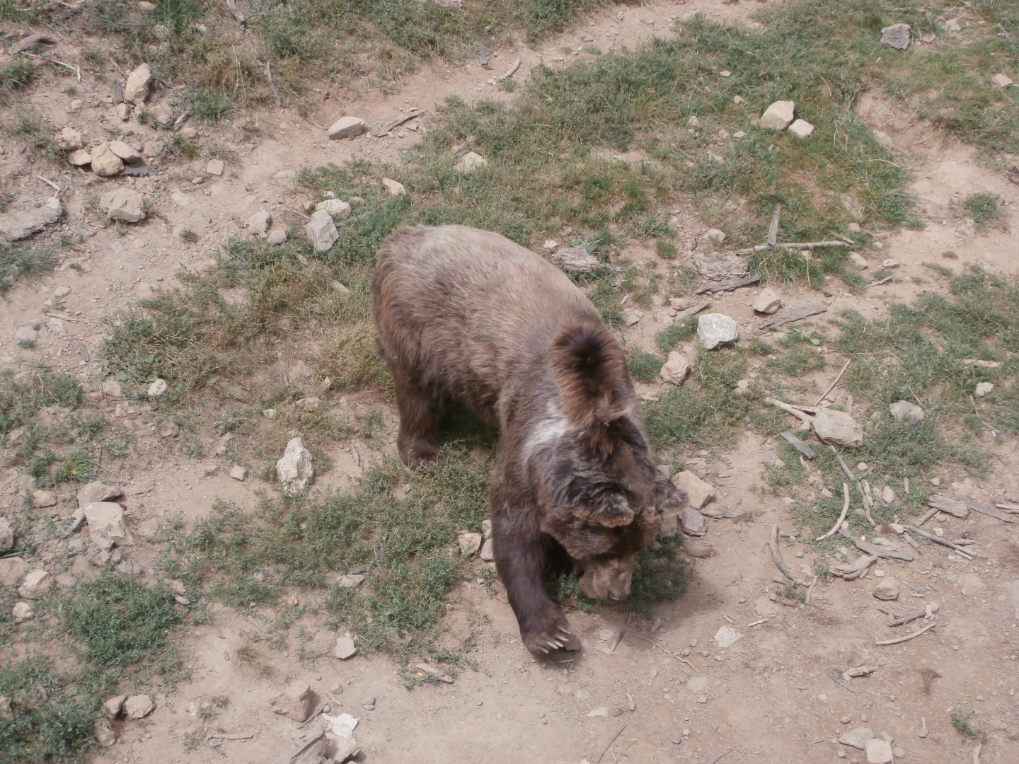 European brown bear- Lacuniacha