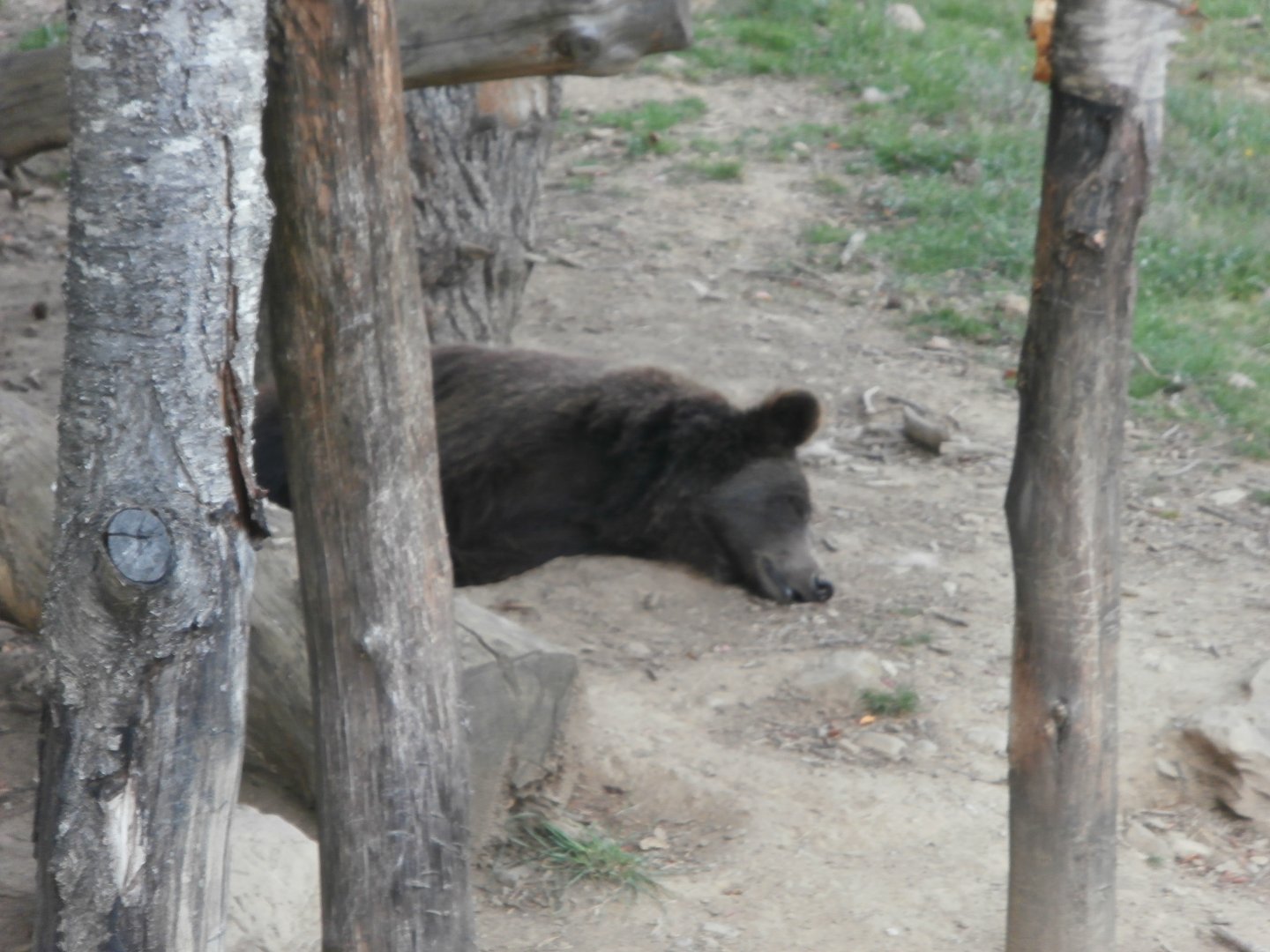 European brown bear- Lacuniacha