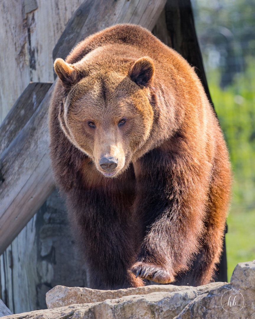 European Brown Bear (Maxi) / Wolds Wildlife Park / 18-4-23