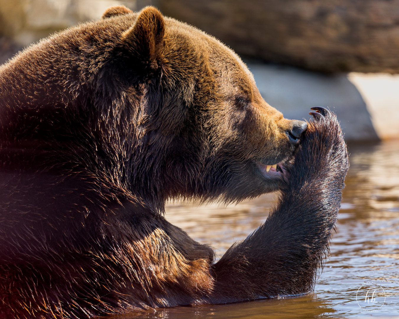 European Brown Bear (Maxi) / Wolds Wildlife Park / 18-4-23