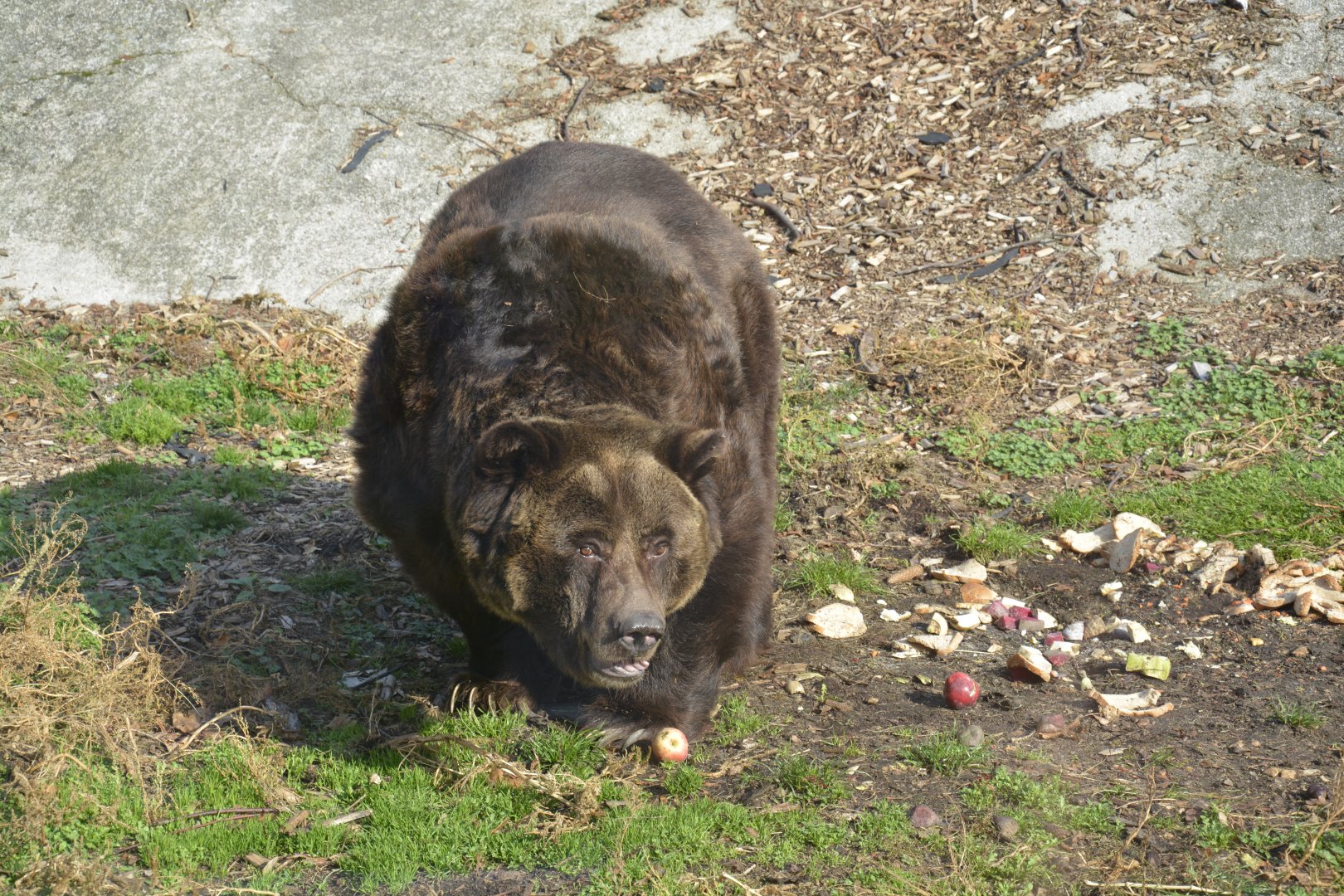 European brown bear - November 2018