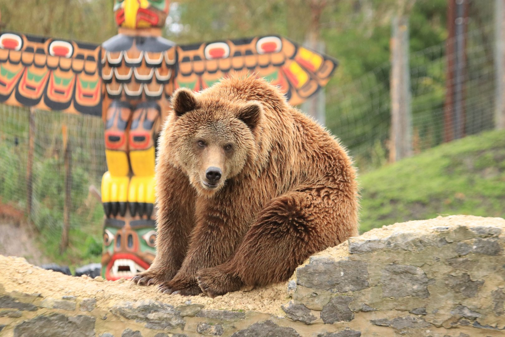 European brown bear (November 2019)
