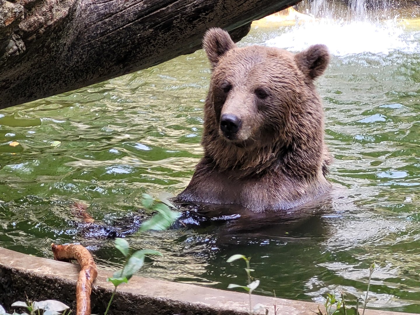 European brown bear -Parc Animalier des Pyrénées (2023)