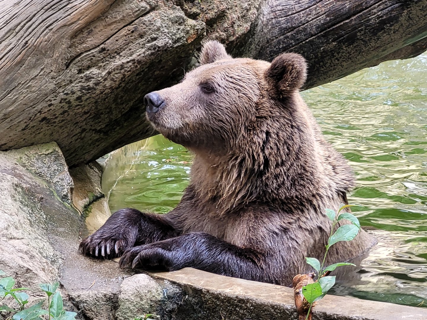European brown bear -Parc Animalier des Pyrénées (2023)
