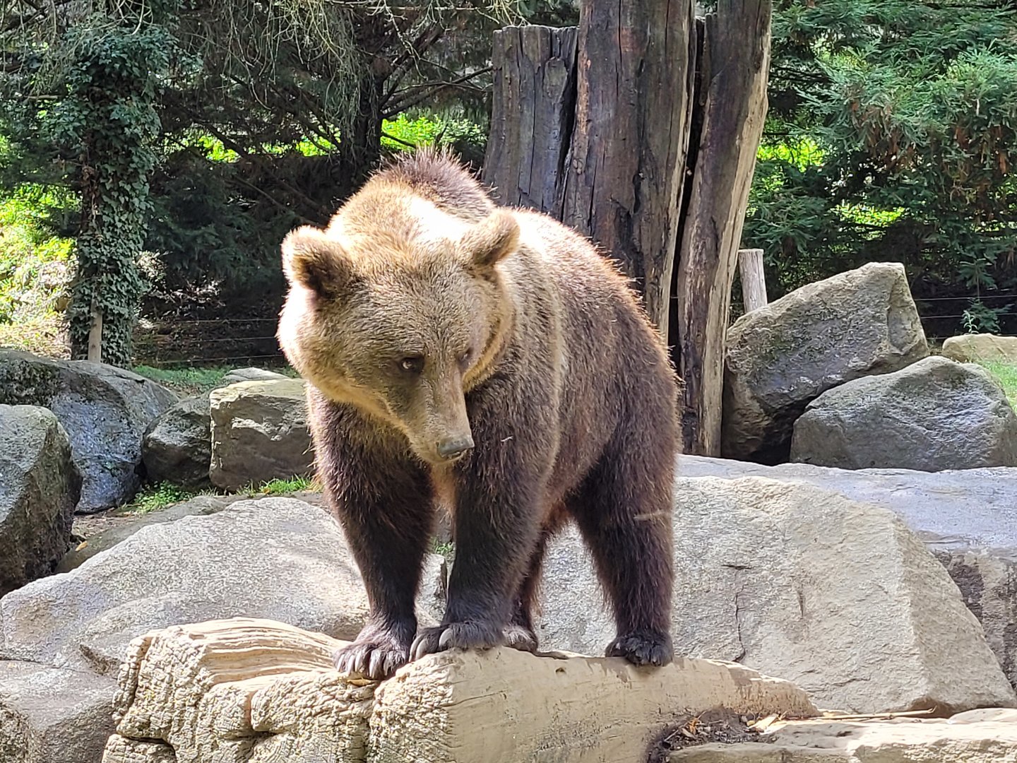 European brown bear -Parc Animalier des Pyrénées (2023)