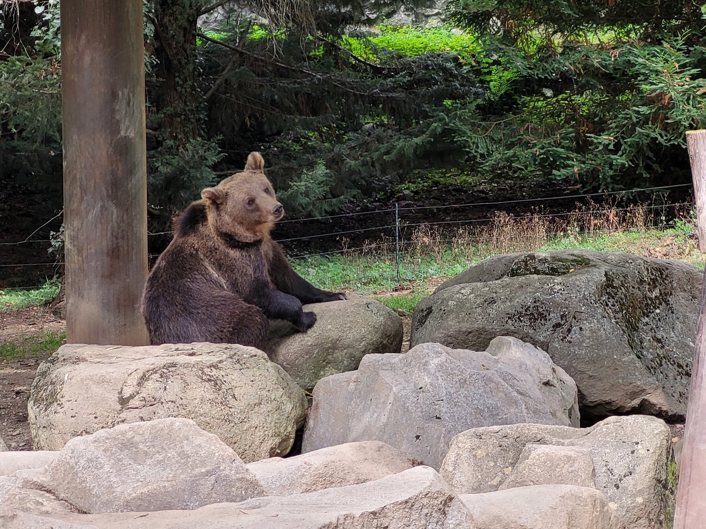 European brown bear -Parc Animalier des Pyrénées (2023)