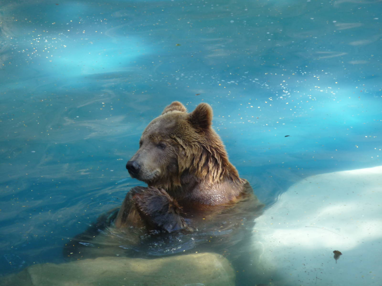 european brown bear riozoo