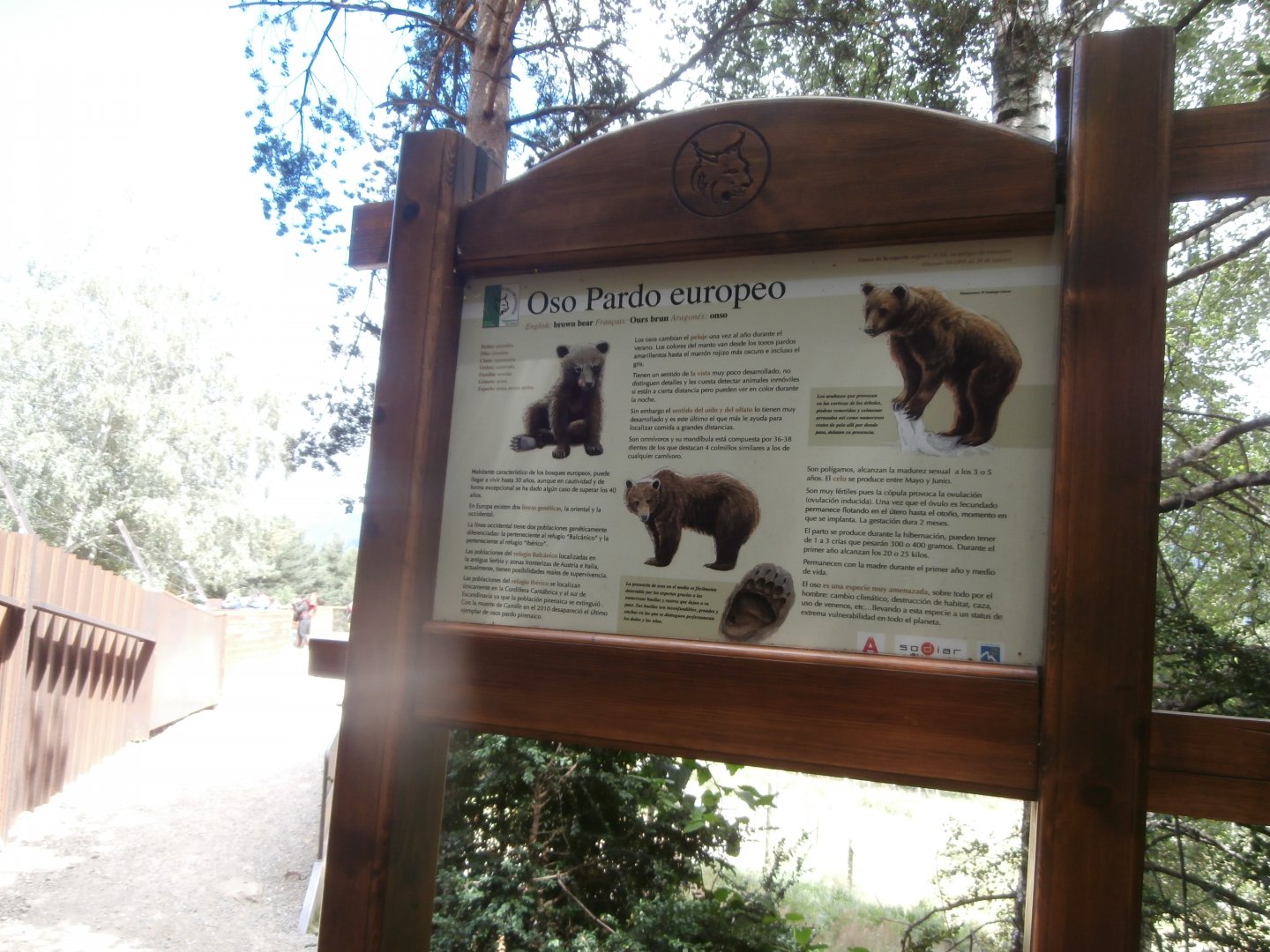 European brown bear sing- Lacuniacha