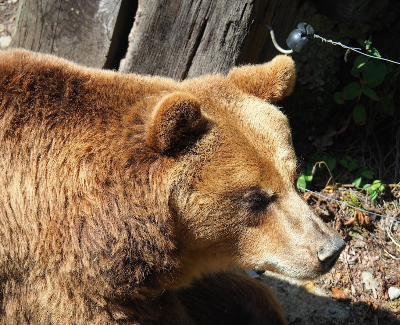 European brown bear (Ursus arctos arctos), 2023-06-24