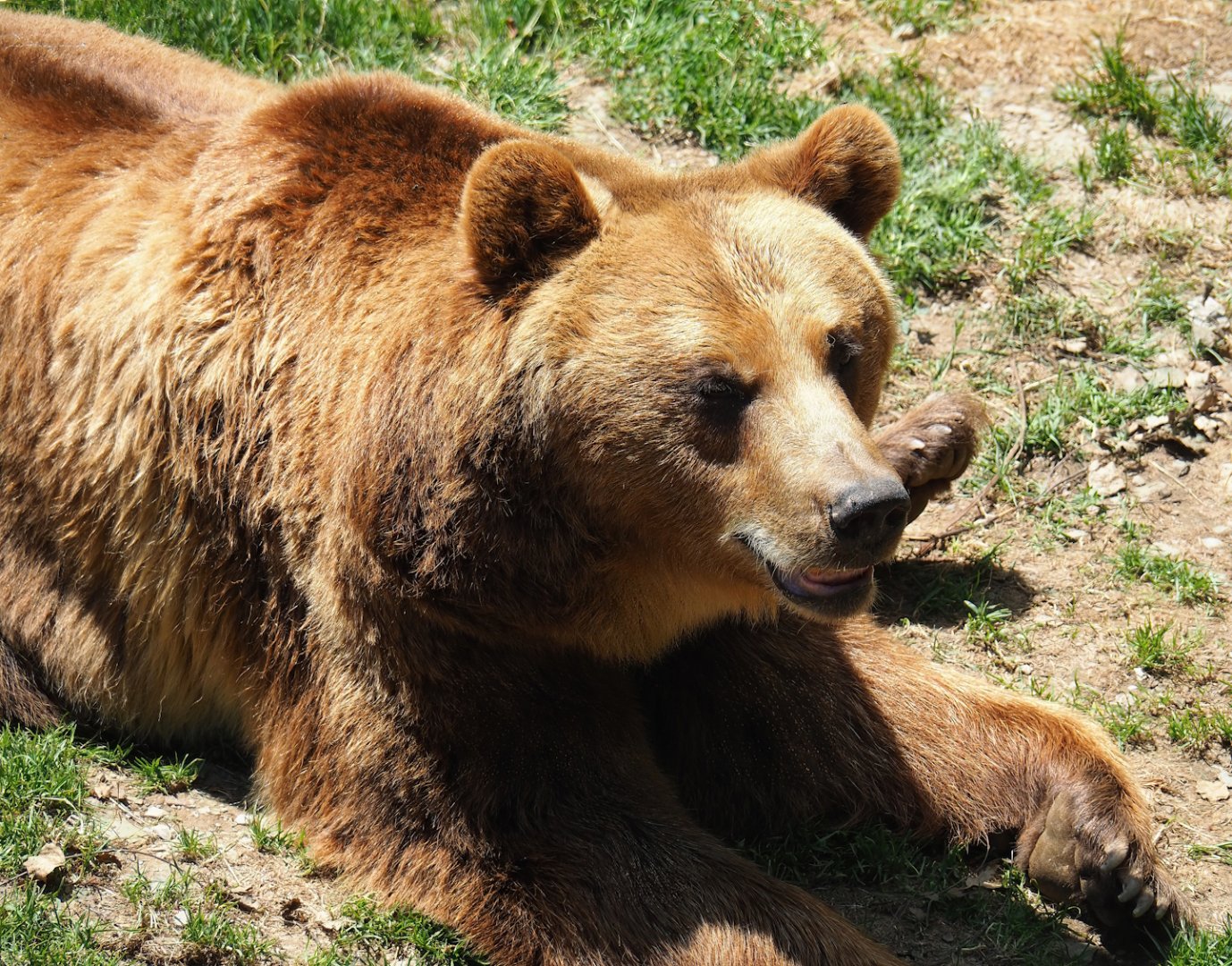 European brown bear (Ursus arctos arctos), 2023-06-24