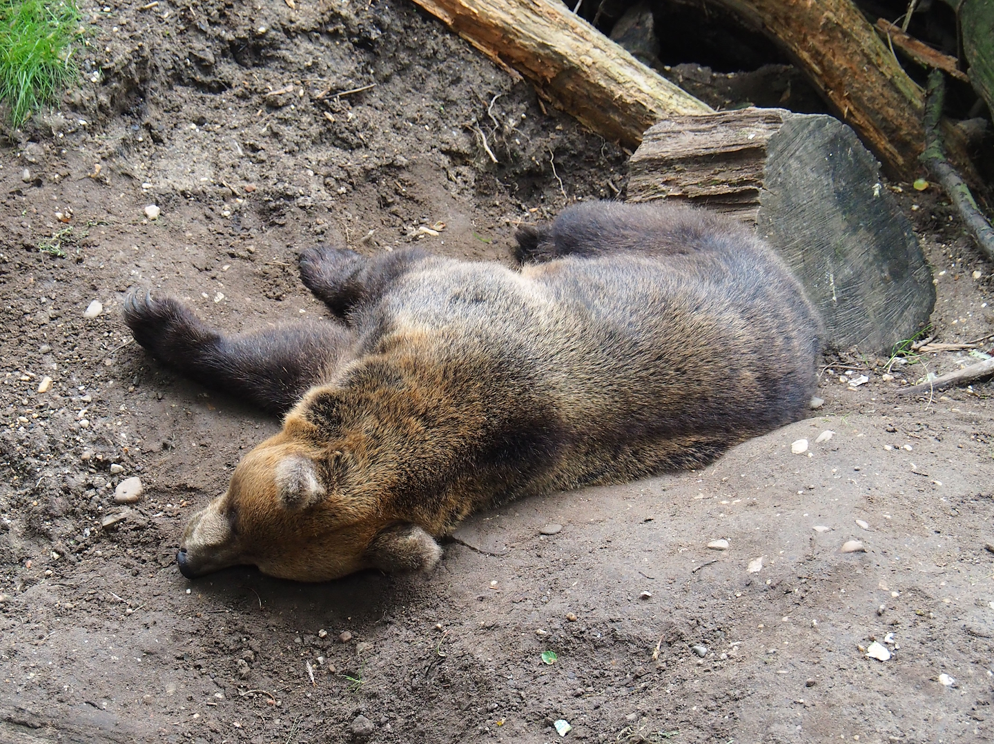 European brown bear (Ursus arctos arctos), 2023-08-17