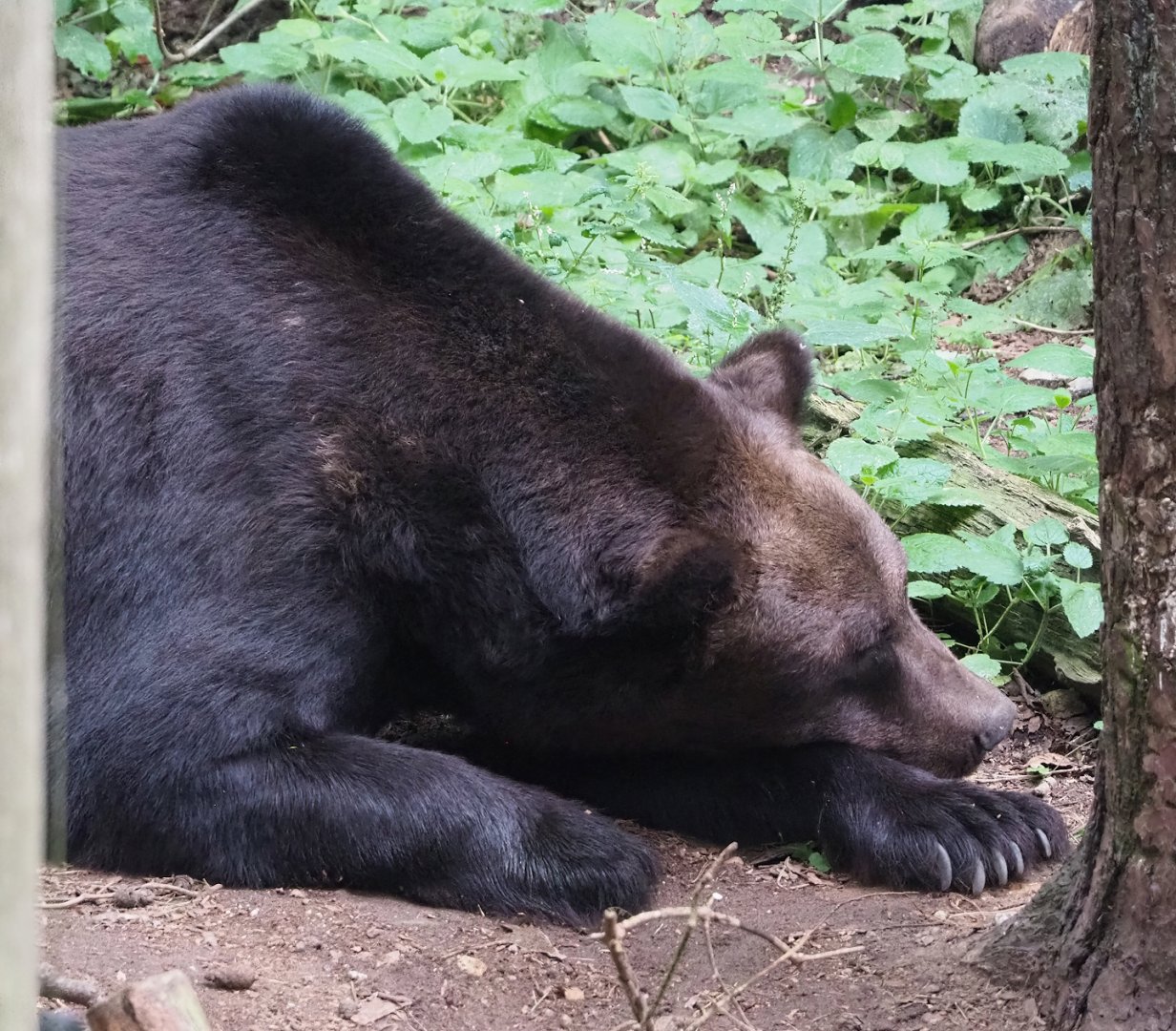 European brown bear (Ursus arctos arctos), 2023-08-17