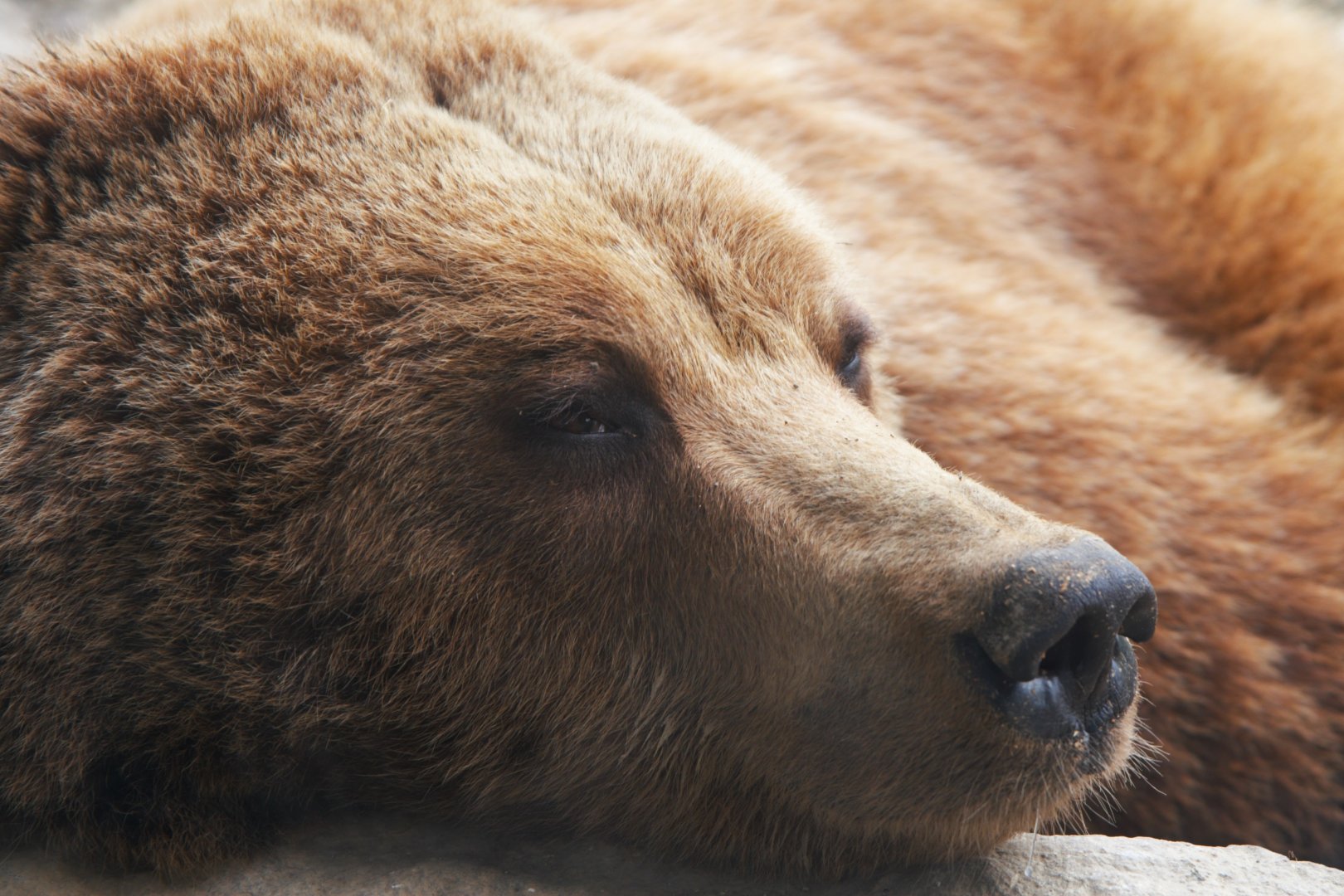 European Brown Bear (Ursus arctos arctos), 2025-02-27