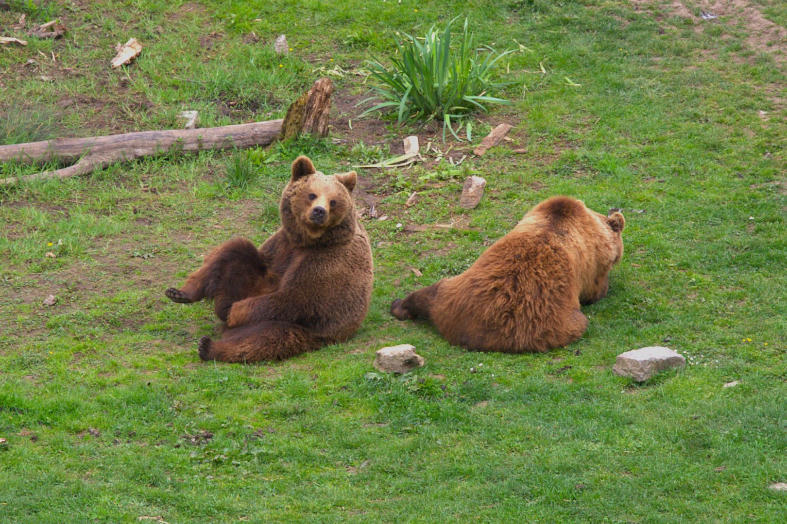 European Brown Bear (Ursus arctos arctos), 24-04-25