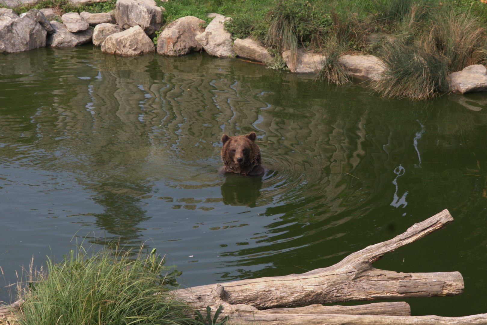 European Brown Bear (Ursus arctos arctos), 26-08-25