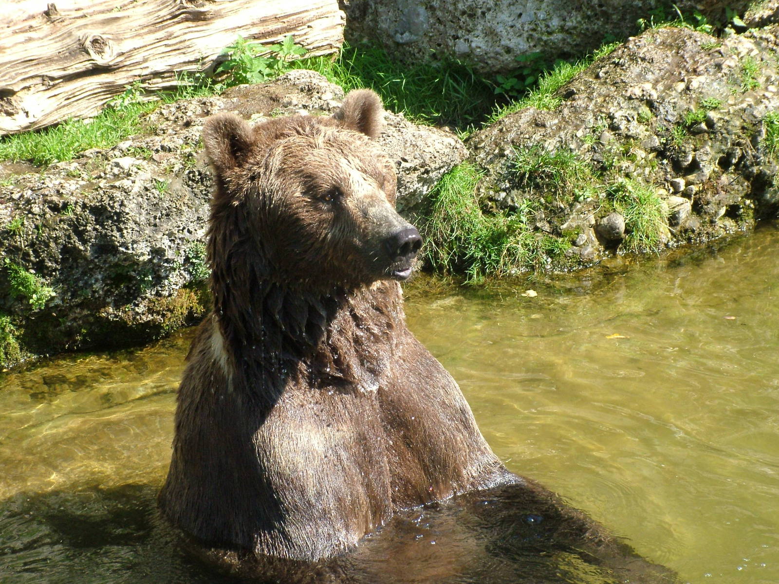 European Brown Bear (Ursus arctos arctos) at Salzburg Zoo