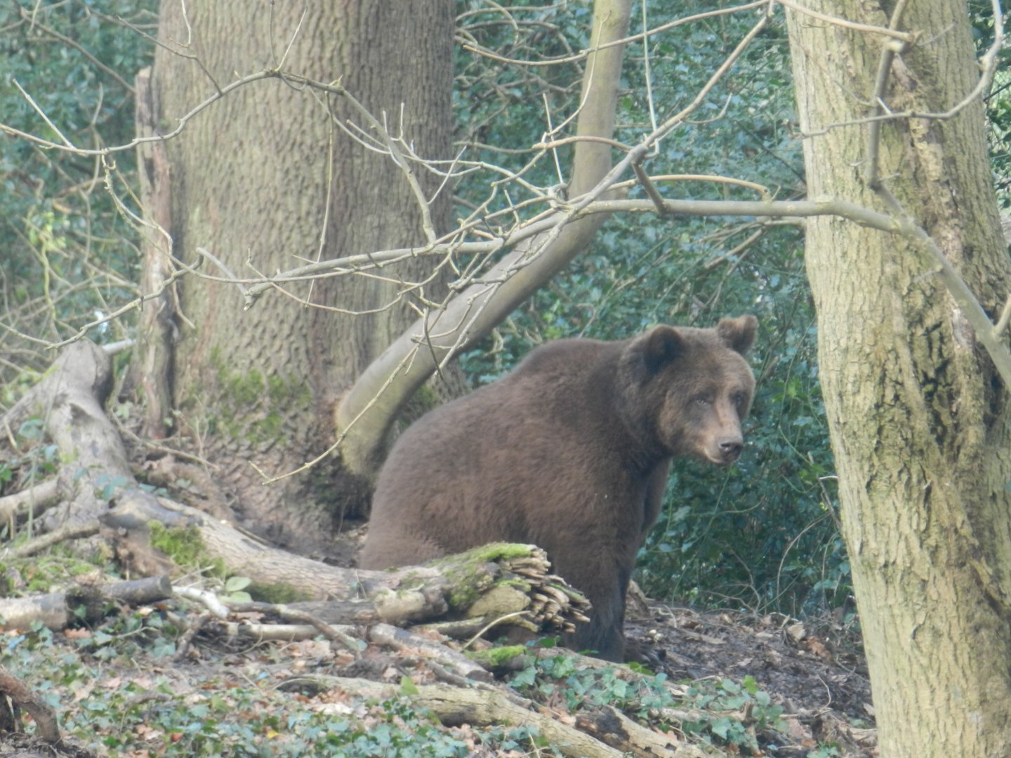 European Brown Bear (Ursus arctos arctos) at The Wild Place Project, England