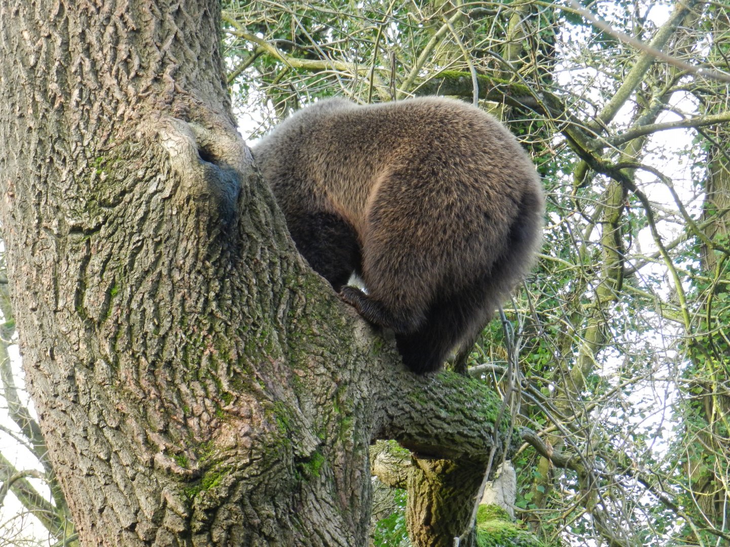European Brown Bear (Ursus arctos arctos) at The Wild Place Project, England