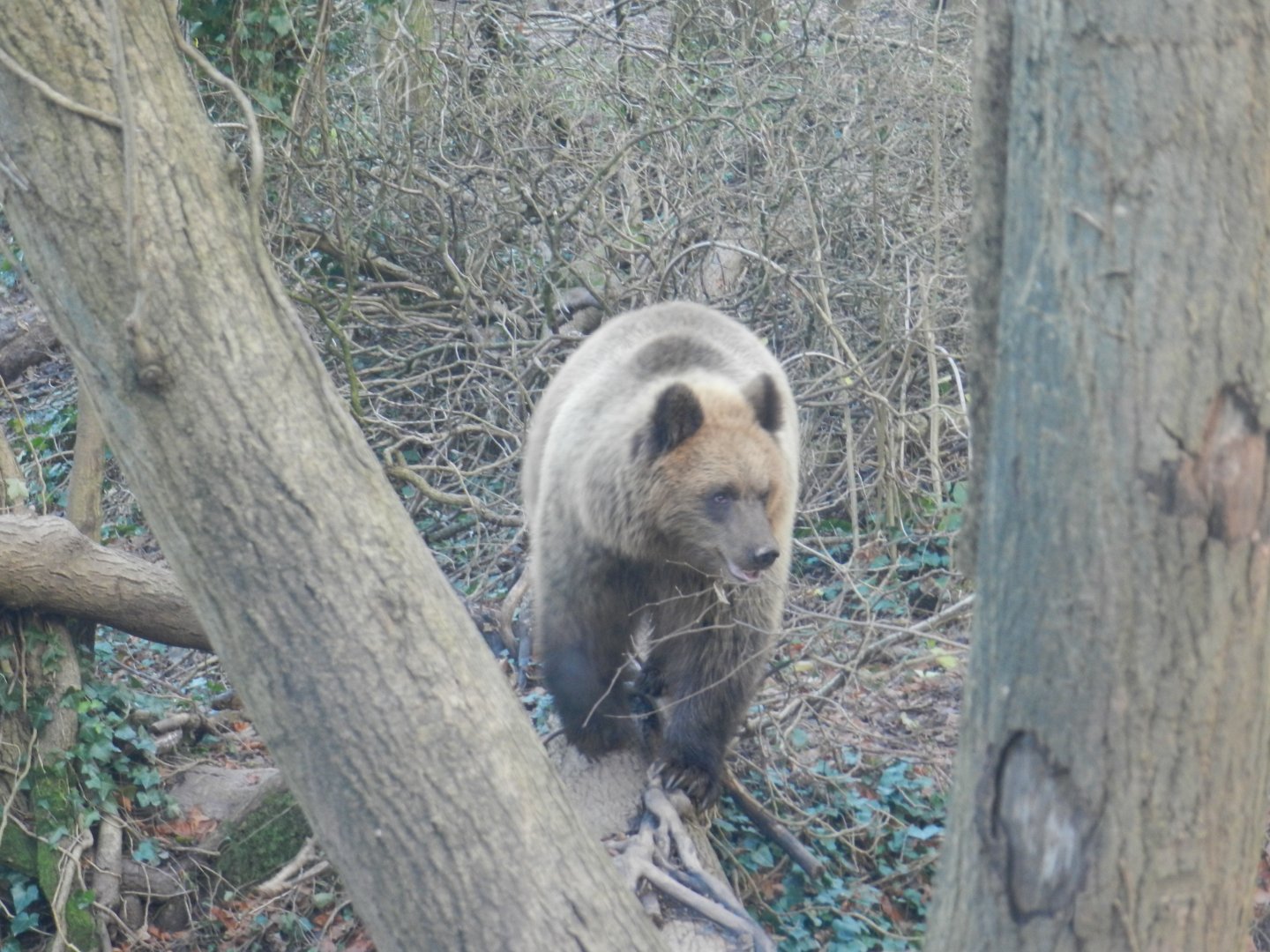 European Brown Bear (Ursus arctos arctos) at The Wild Place Project, England