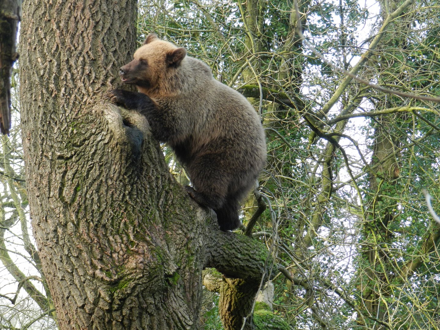 European Brown Bear (Ursus arctos arctos) at The Wild Place Project, England