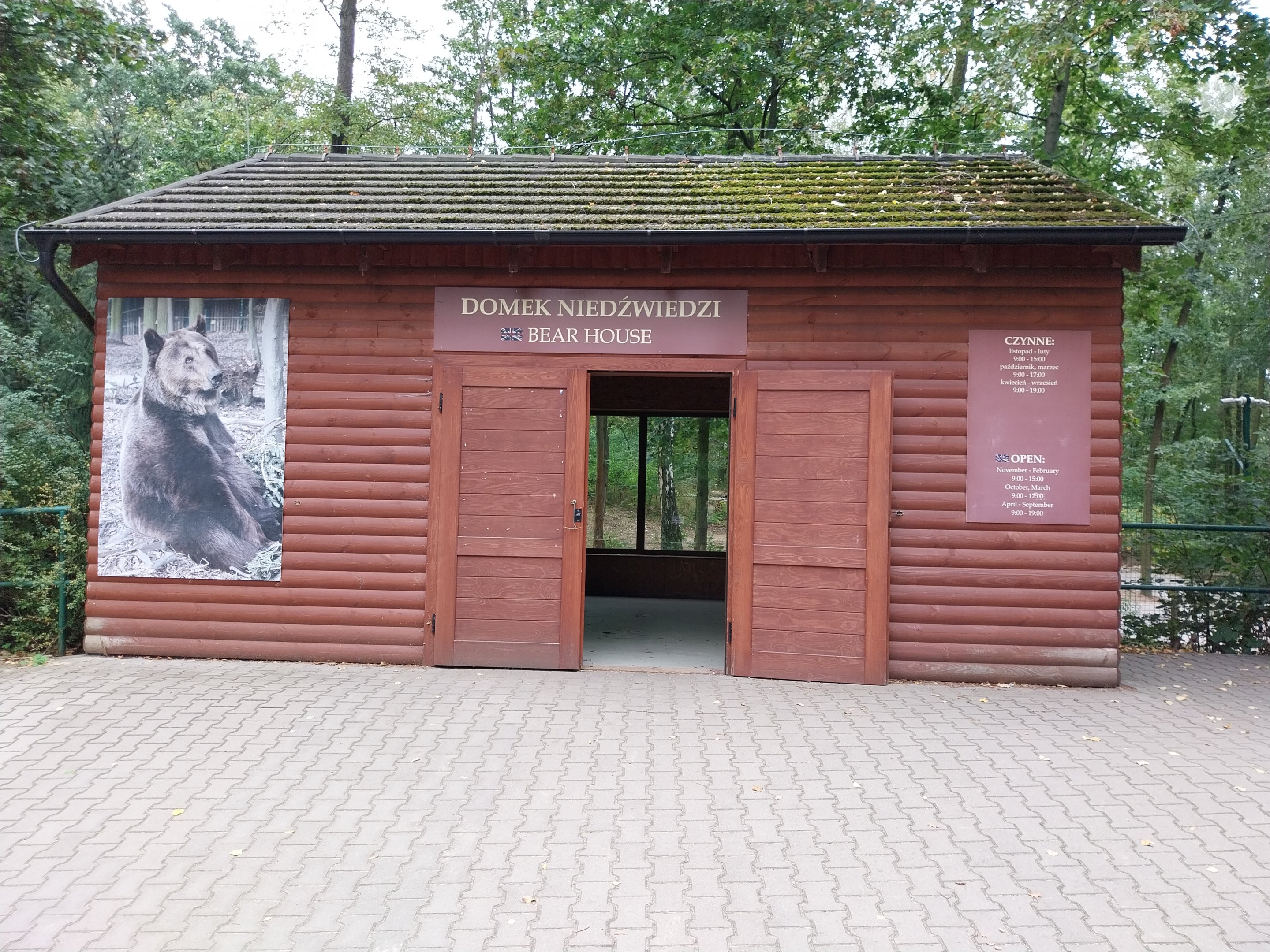European Brown Bear (Ursus arctos arctos) - Bear cabin
