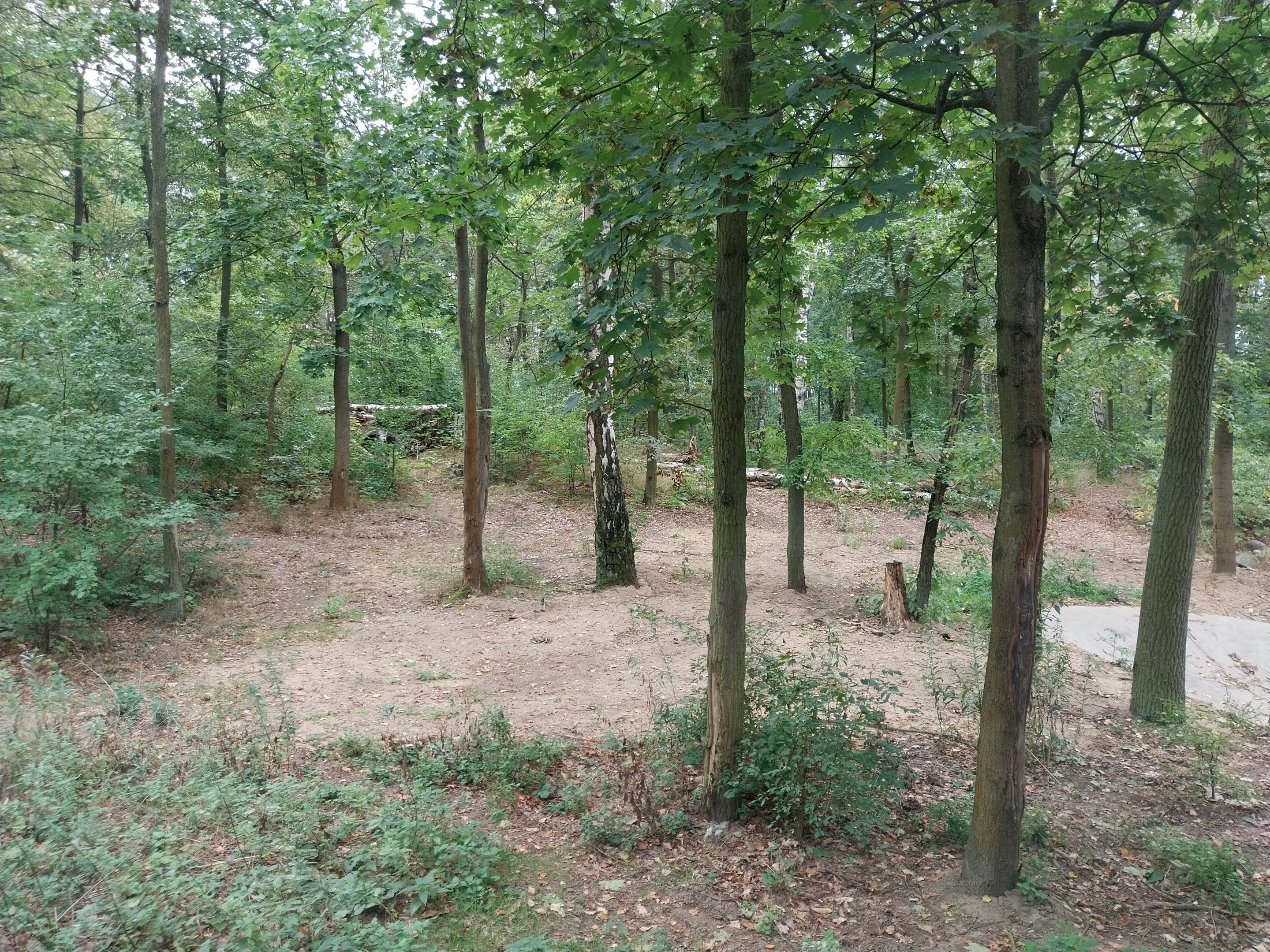 European Brown Bear (Ursus arctos arctos) - Bear cabin