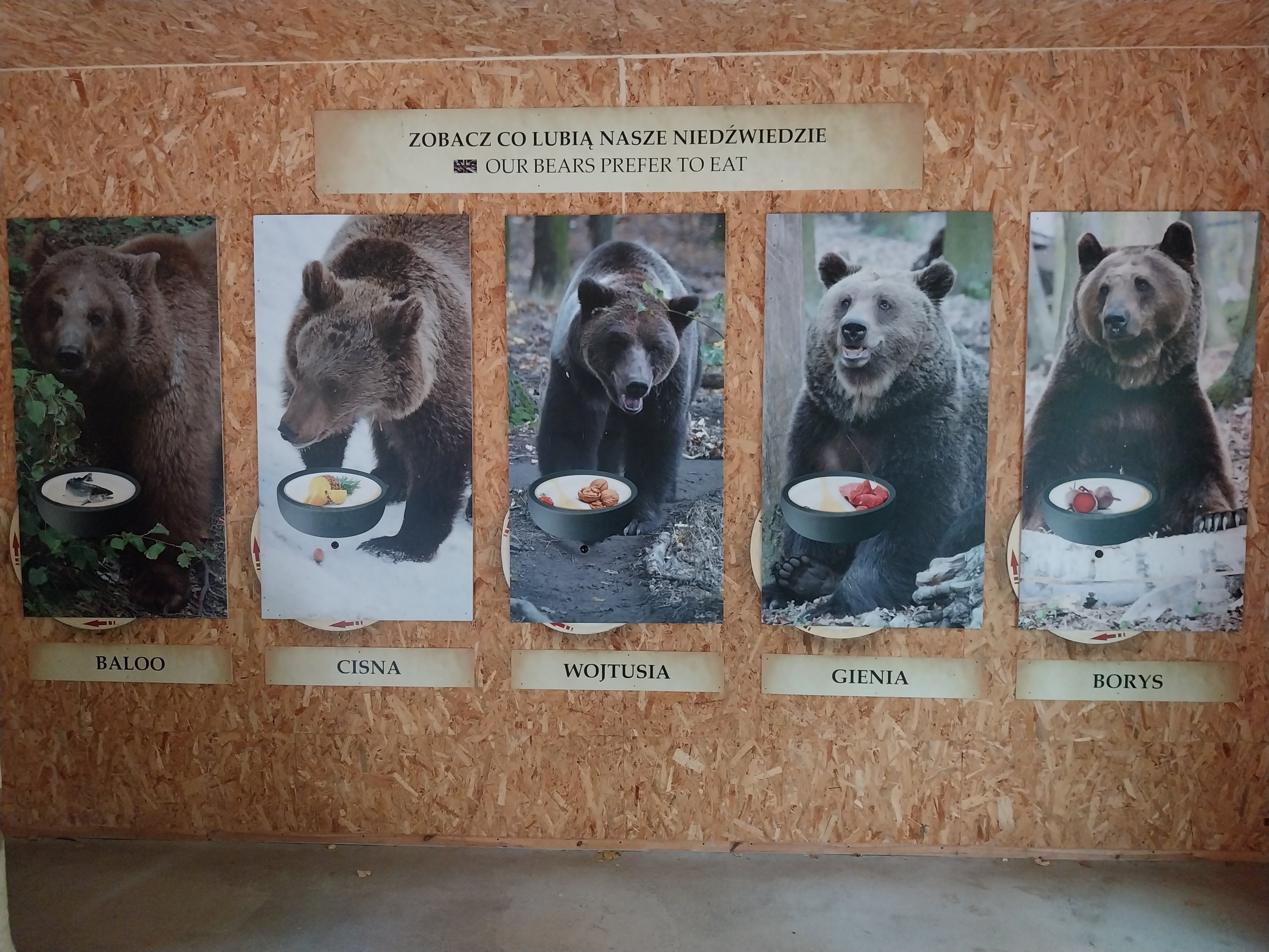 European Brown Bear (Ursus arctos arctos) - Bear cabin