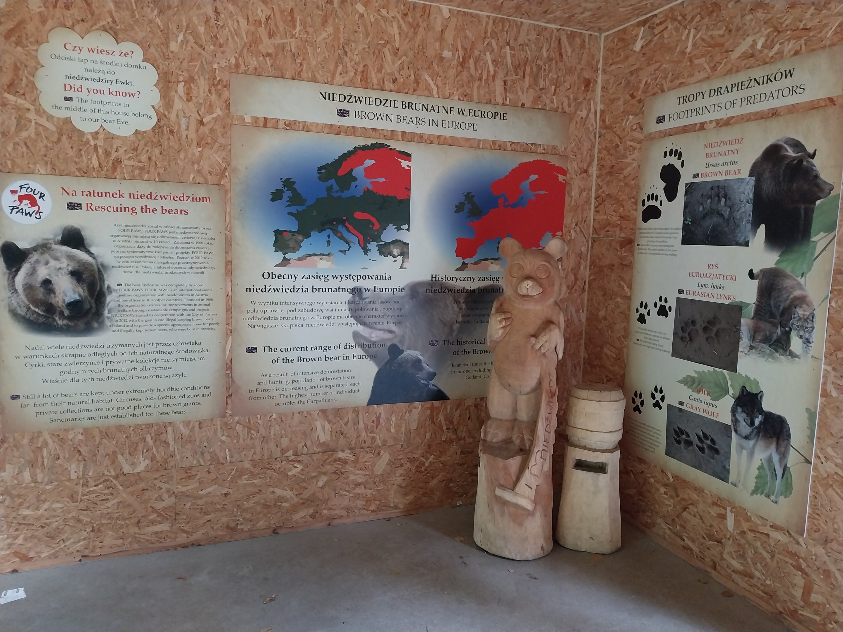 European Brown Bear (Ursus arctos arctos) - Bear cabin