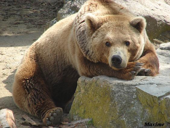 European Brown Bear (Ursus arctos arctos) - La Boissière du Doré
