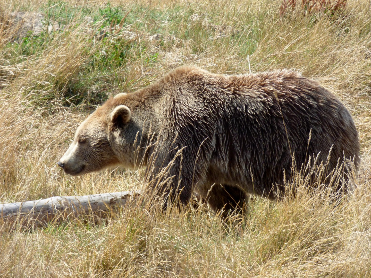 European brown bear (Ursus arctos arctos) - Legendia Parc
