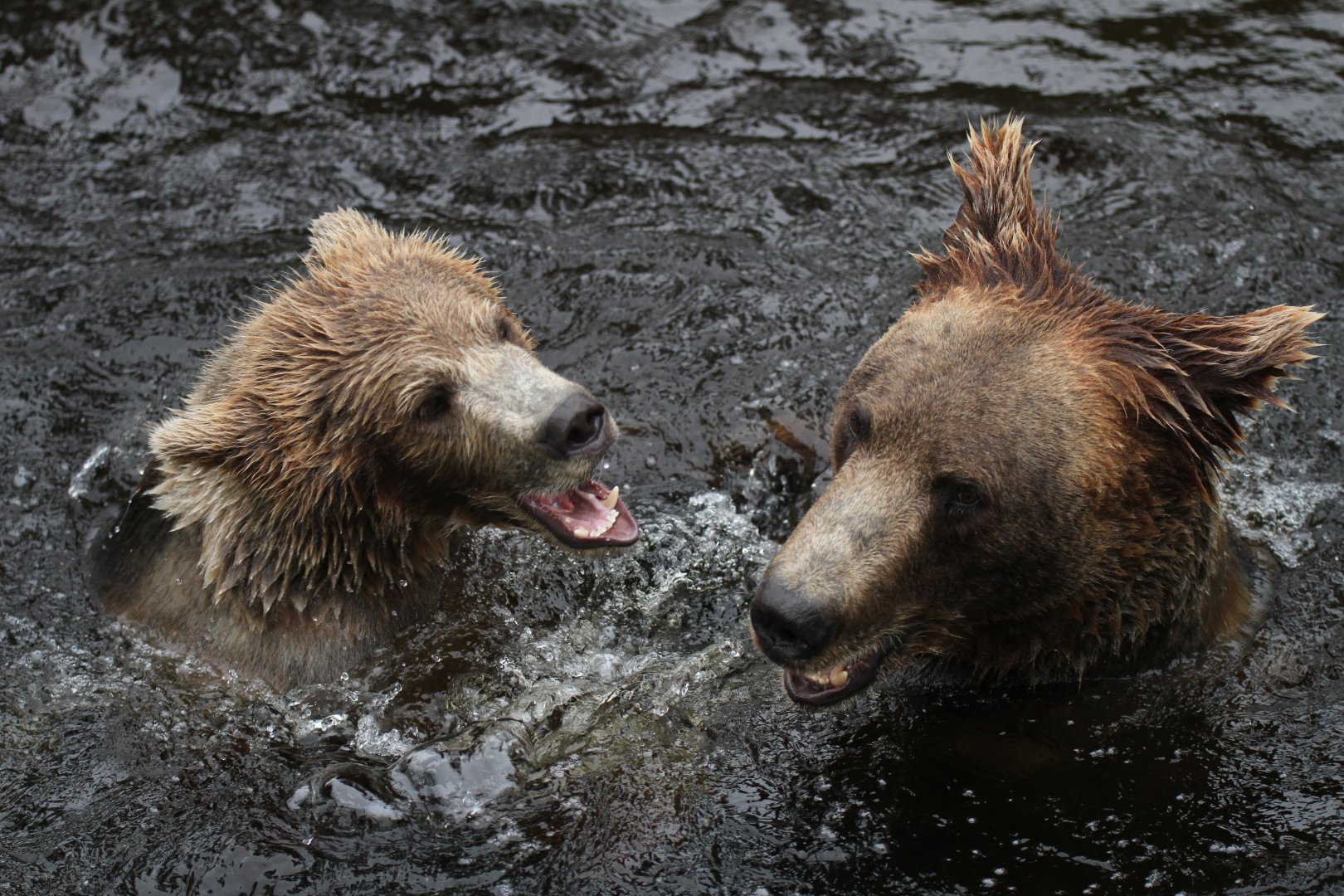 European brown bear (Ursus arctos arctos) making use of the lake