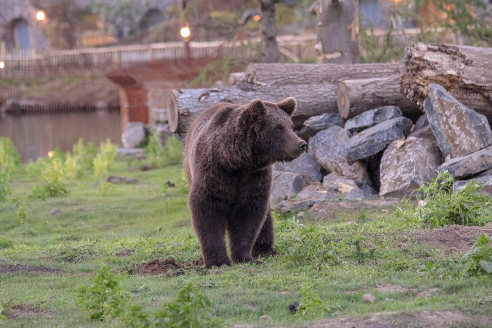 European brown bear (Ursus arctos arctos) - The Last Frontier