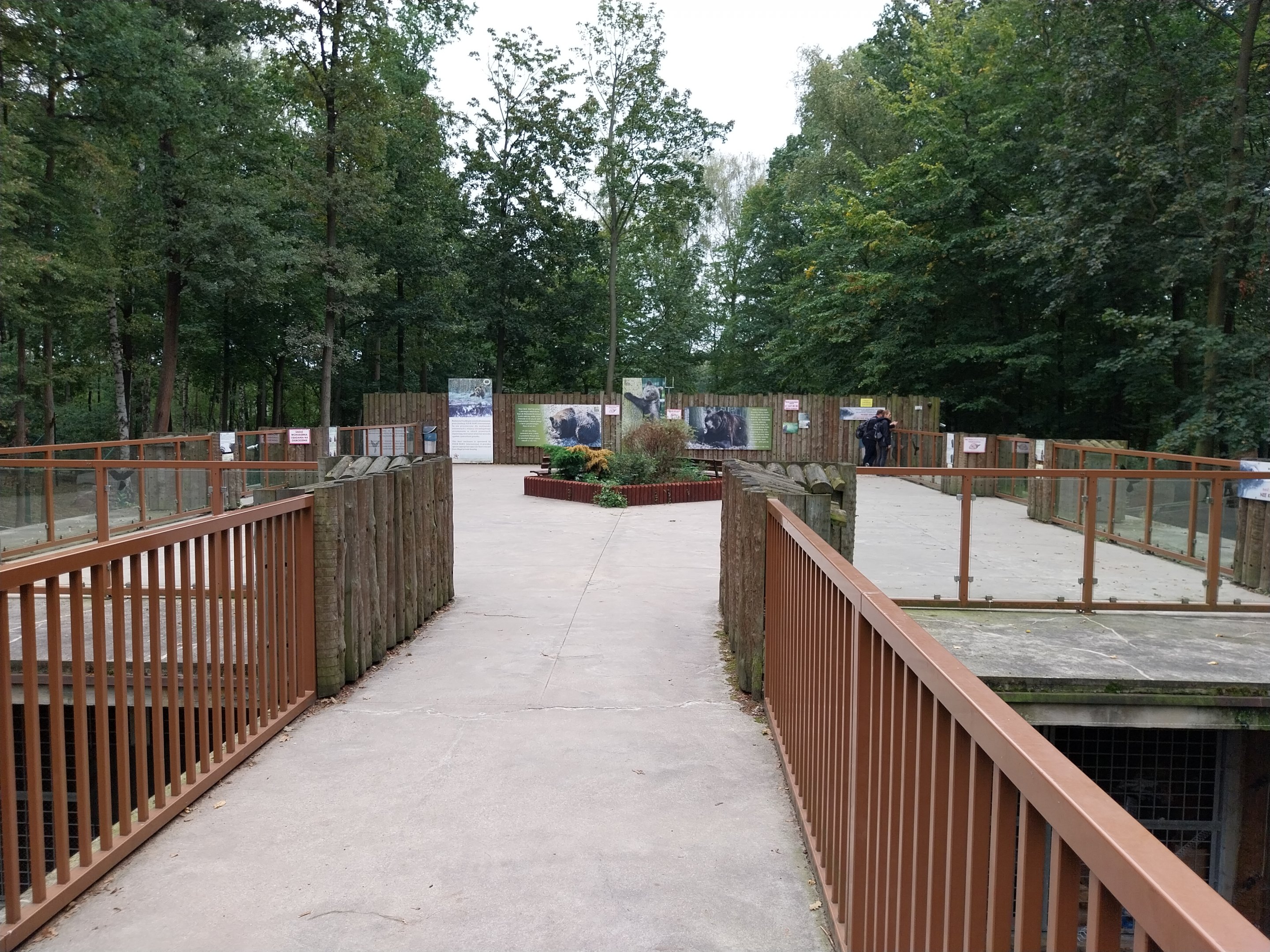 European Brown Bear (Ursus arctos arctos) - Viewing platform