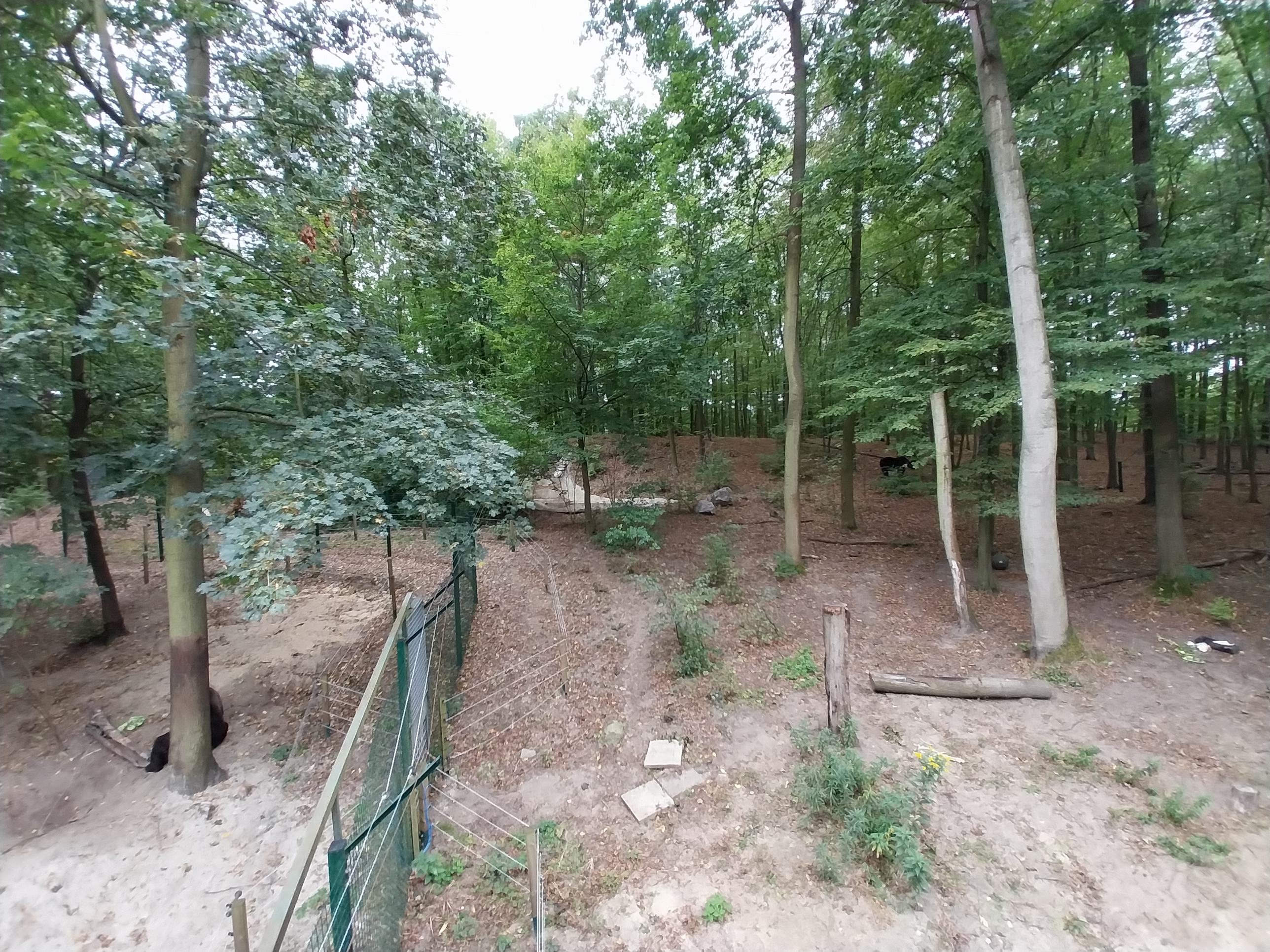 European Brown Bear (Ursus arctos arctos) - Viewing platform