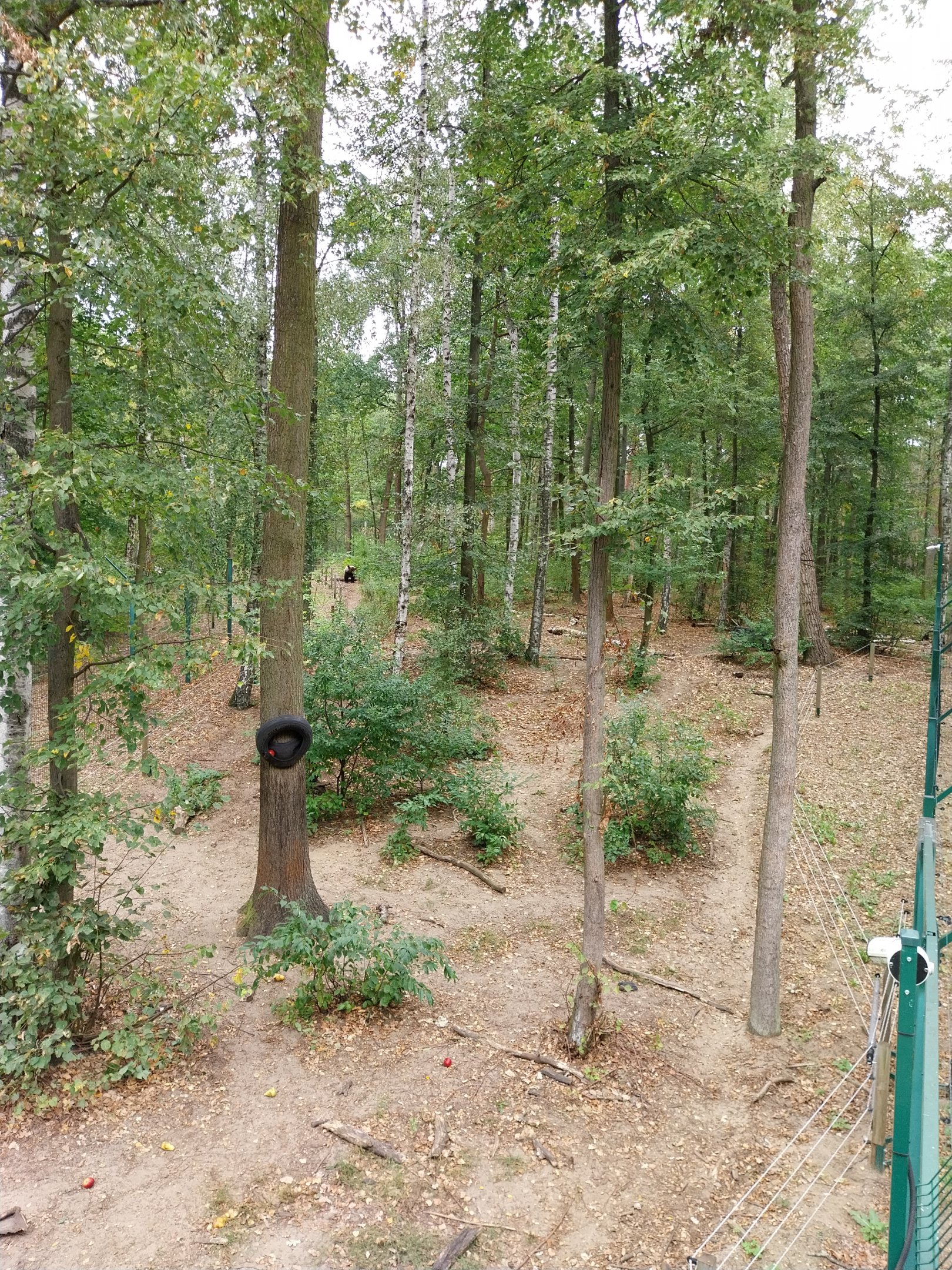European Brown Bear (Ursus arctos arctos) - Viewing platform