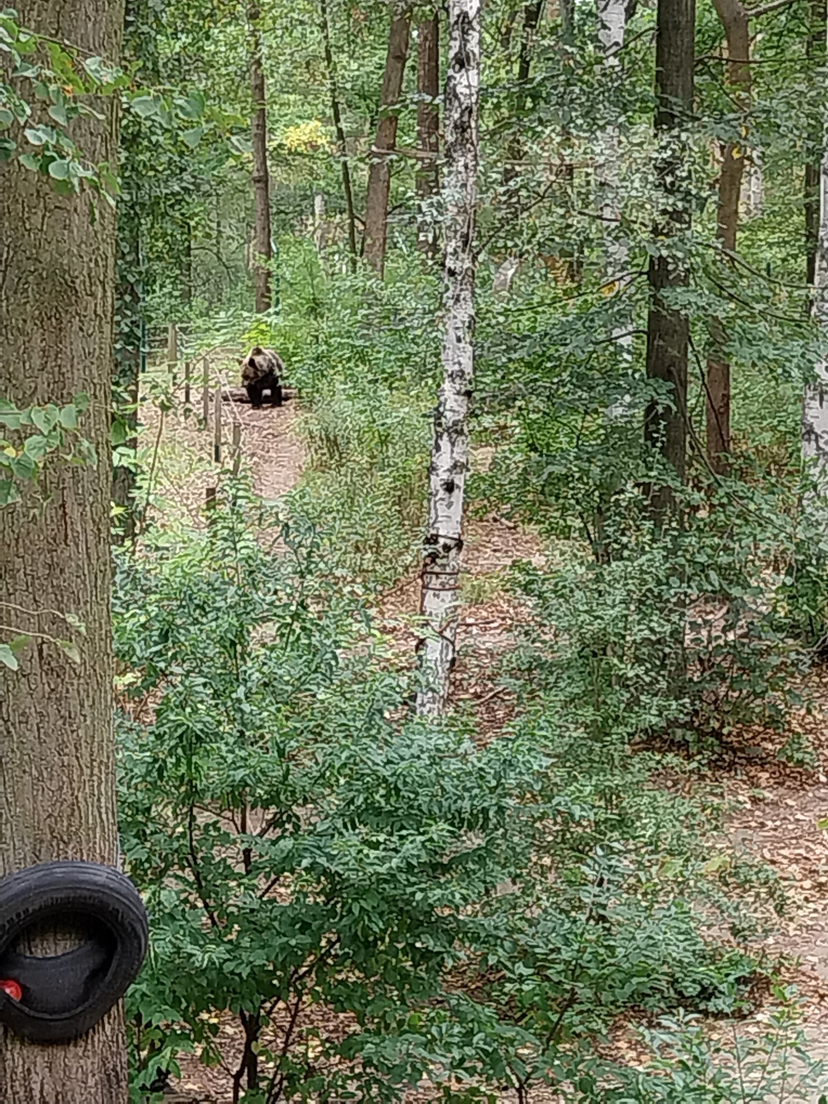 European Brown Bear (Ursus arctos arctos) - Viewing platform