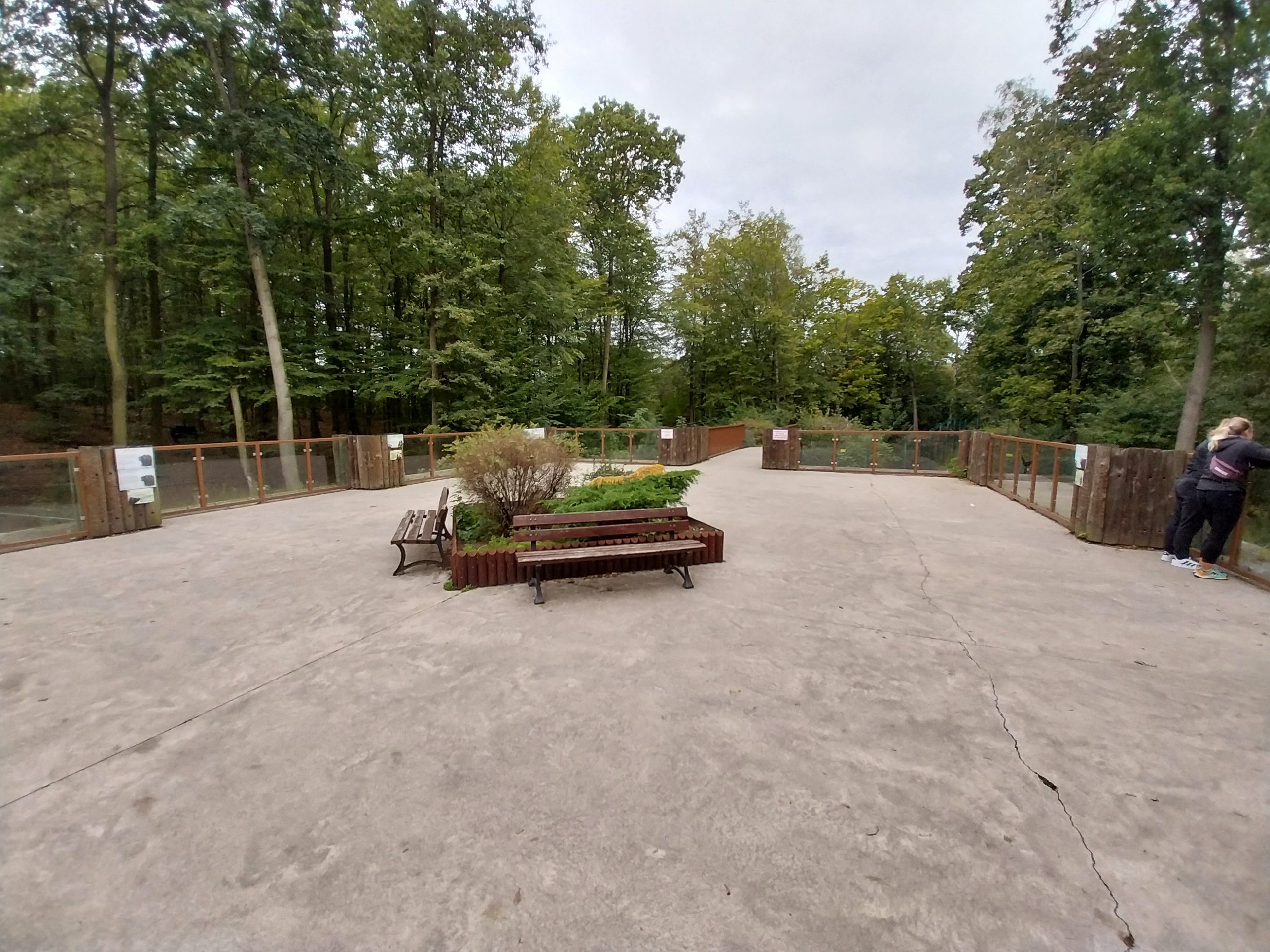 European Brown Bear (Ursus arctos arctos) - Viewing platform
