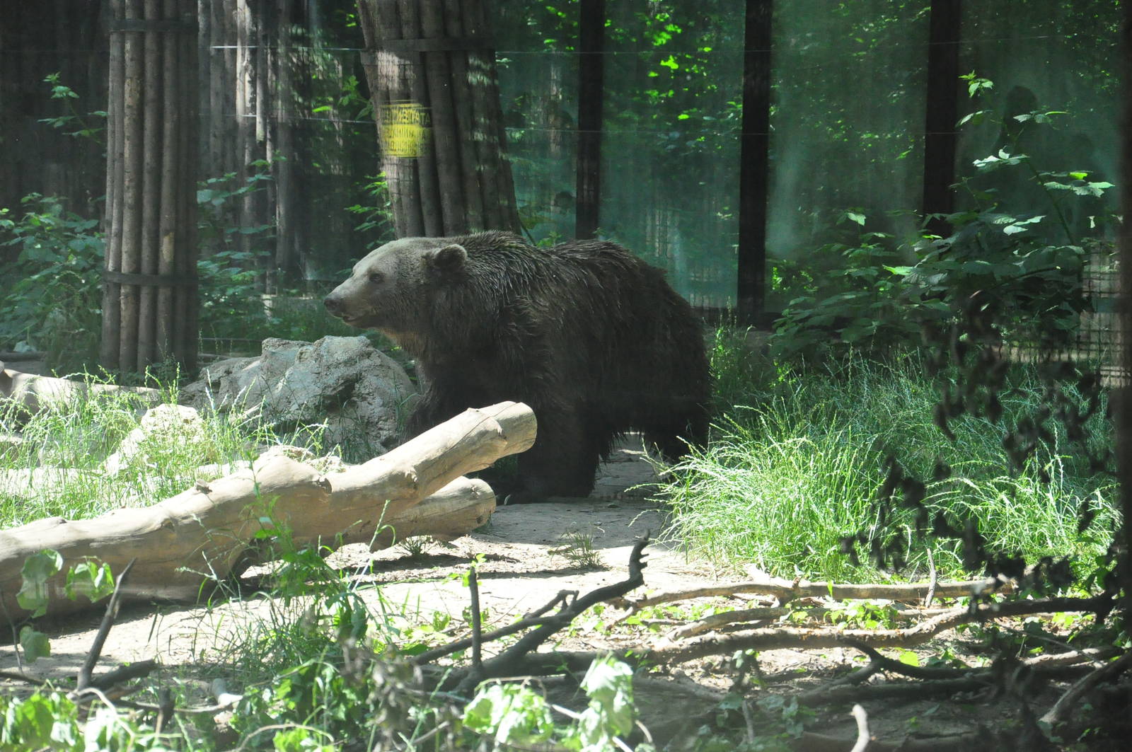 European brown bear/ Ursus arctos arctos
