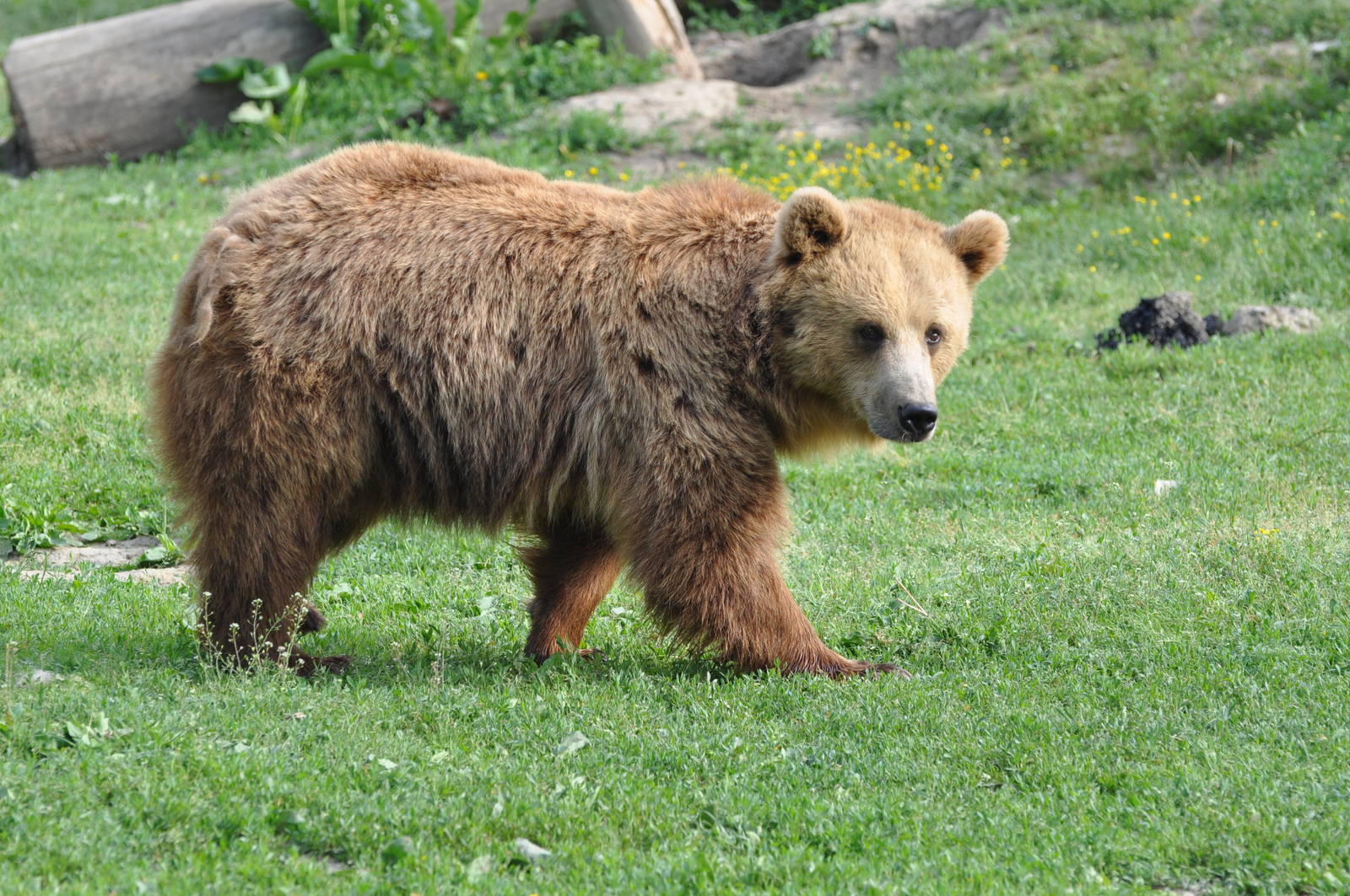 European brown bear/ Ursus arctos arctos