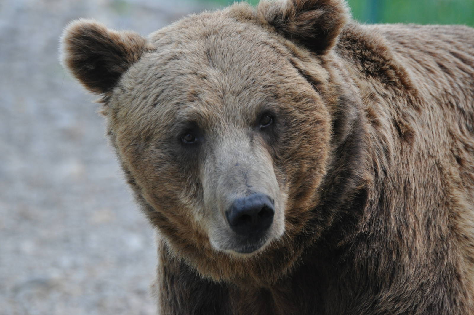 European brown bear/ Ursus arctos arctos
