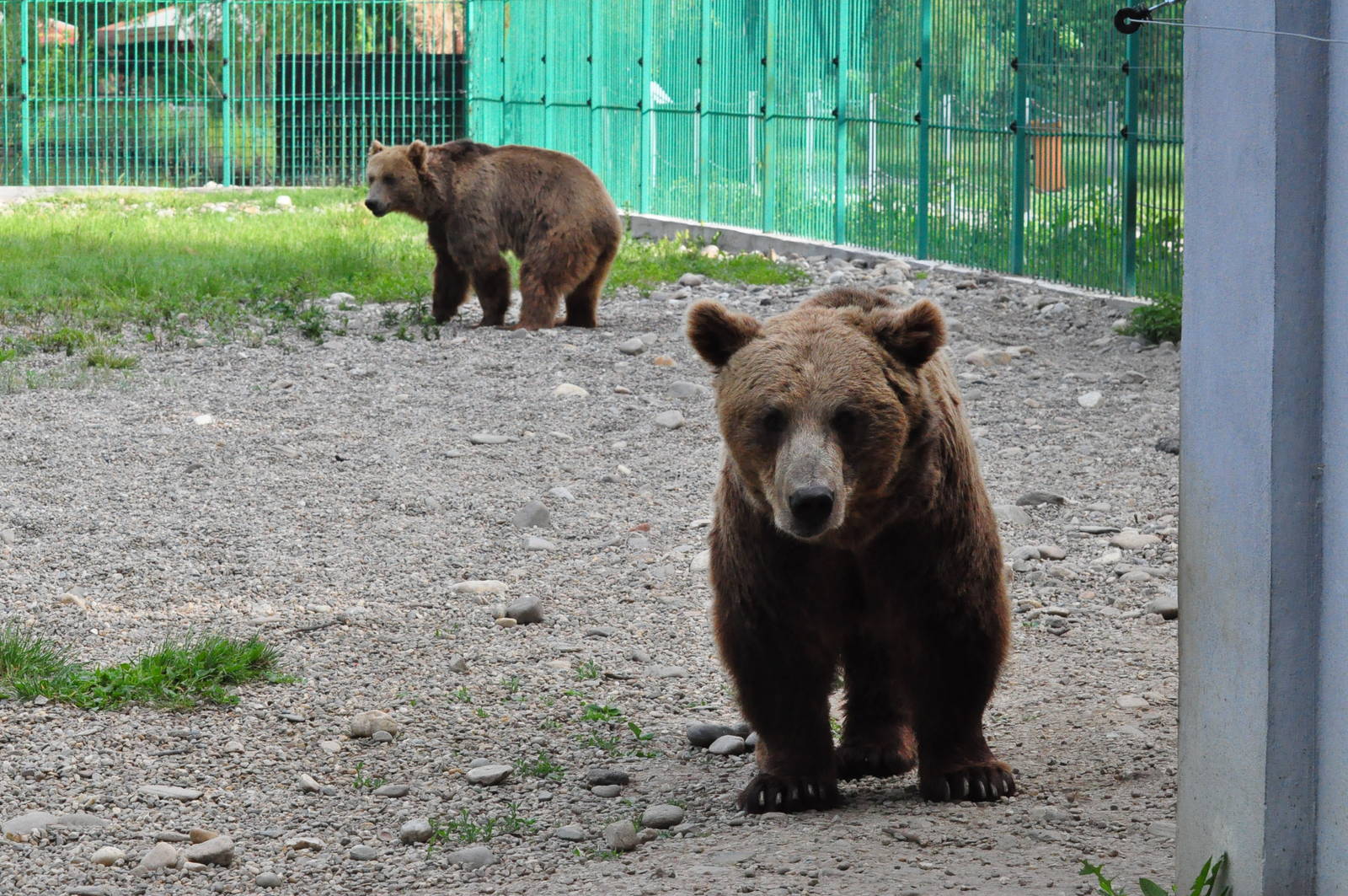 European brown bear/ Ursus arctos arctos