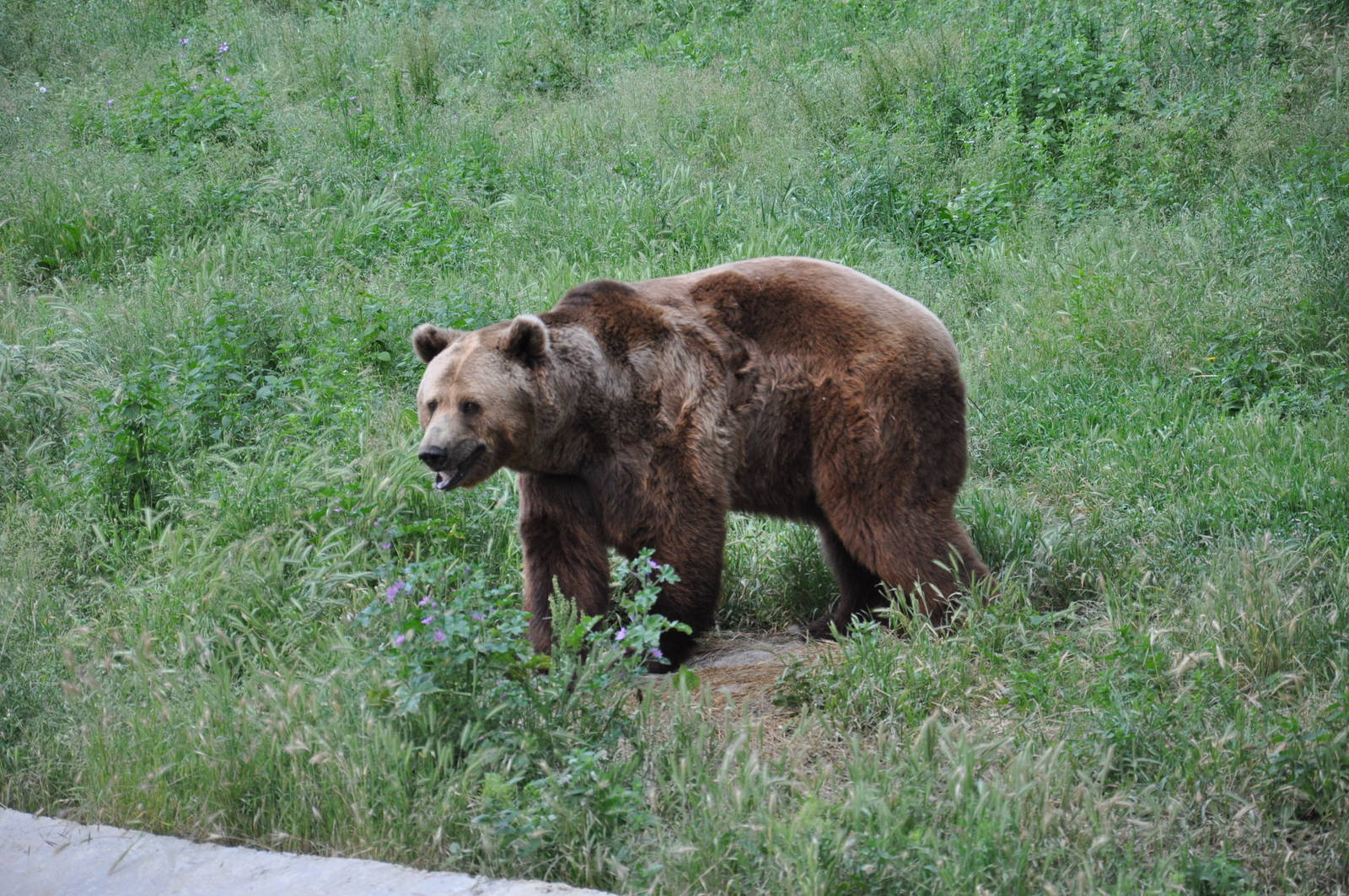 European brown bear/ Ursus arctos arctos