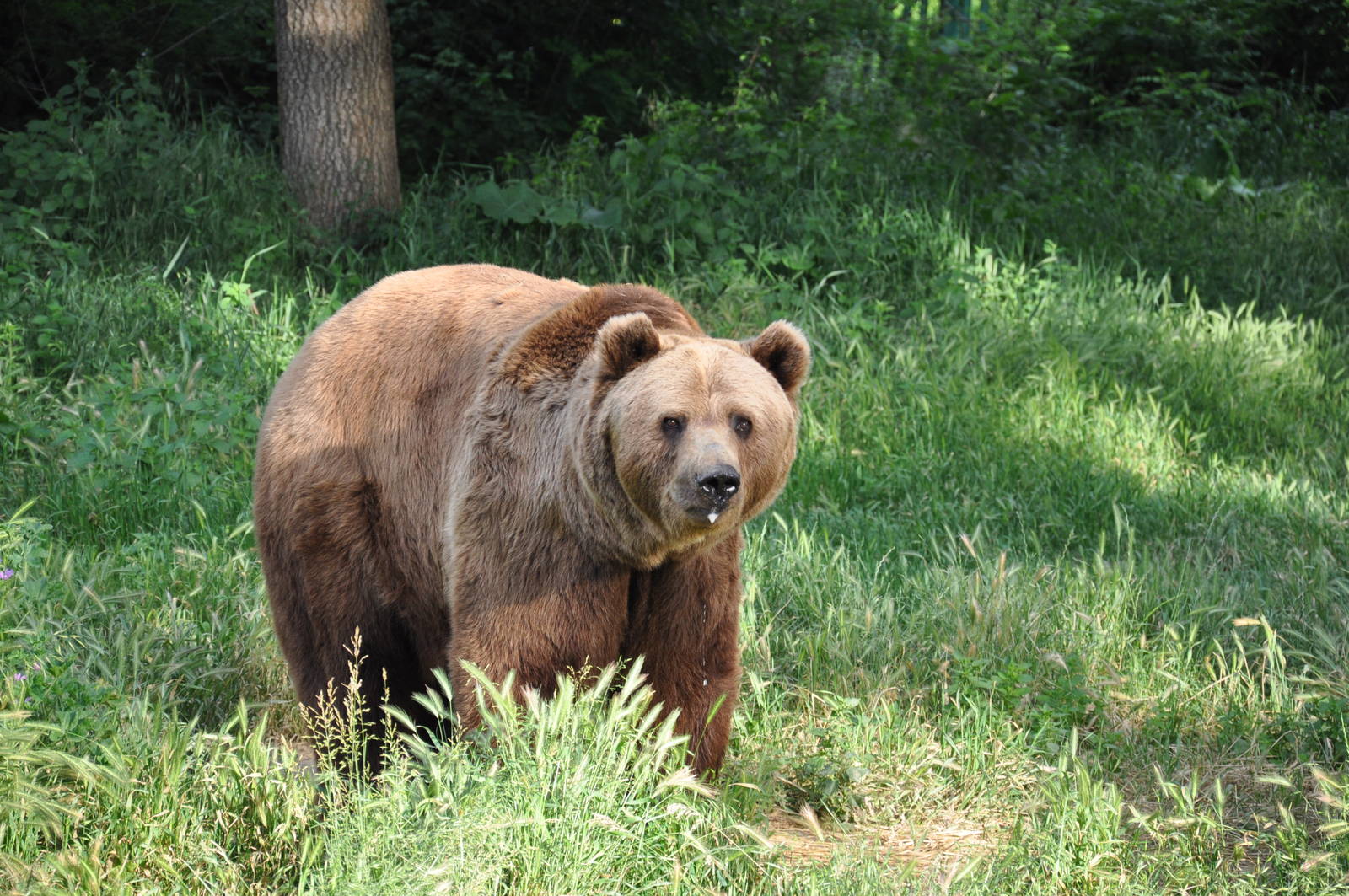 European brown bear/ Ursus arctos arctos