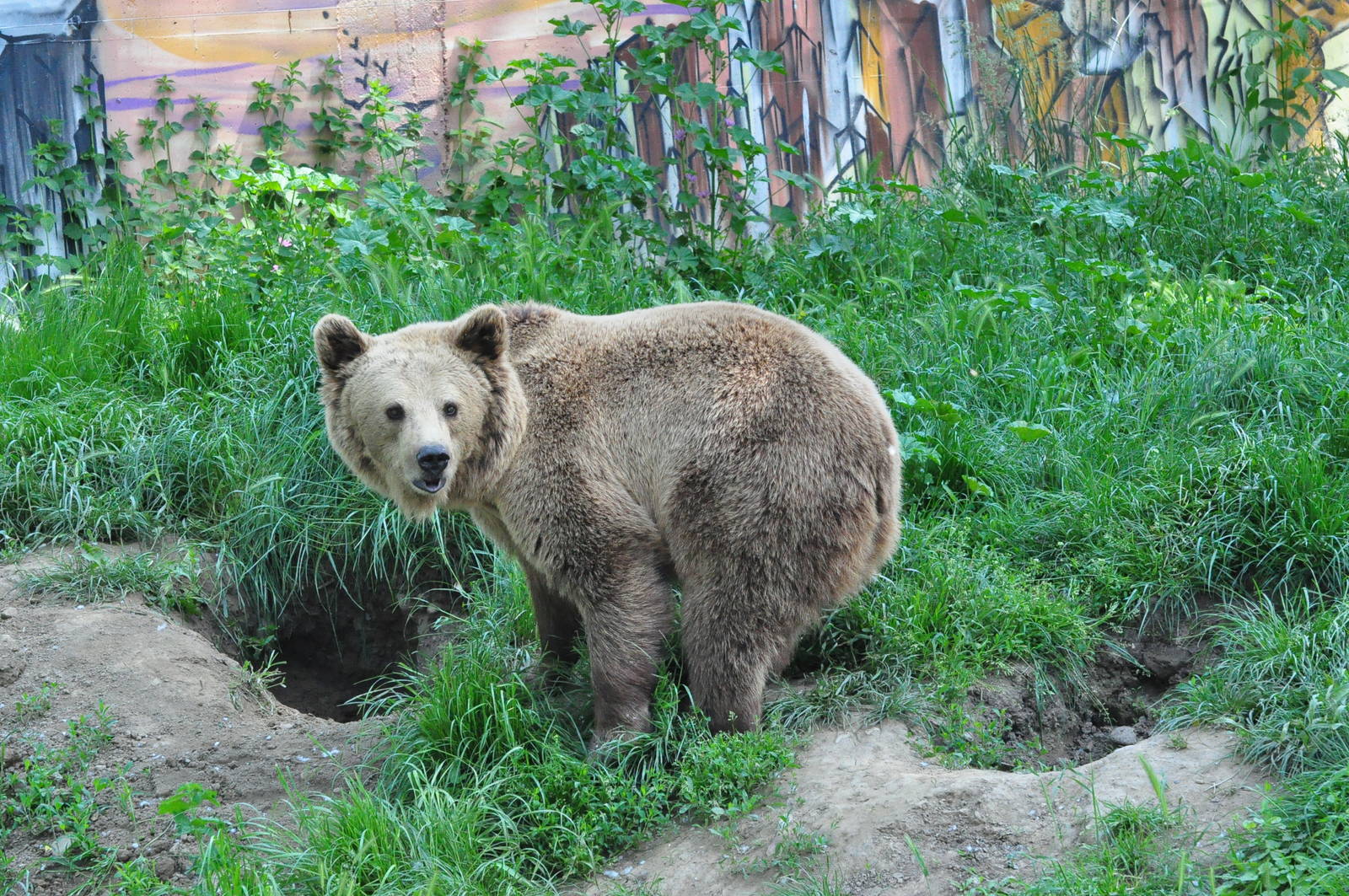 European brown bear/ Ursus arctos arctos
