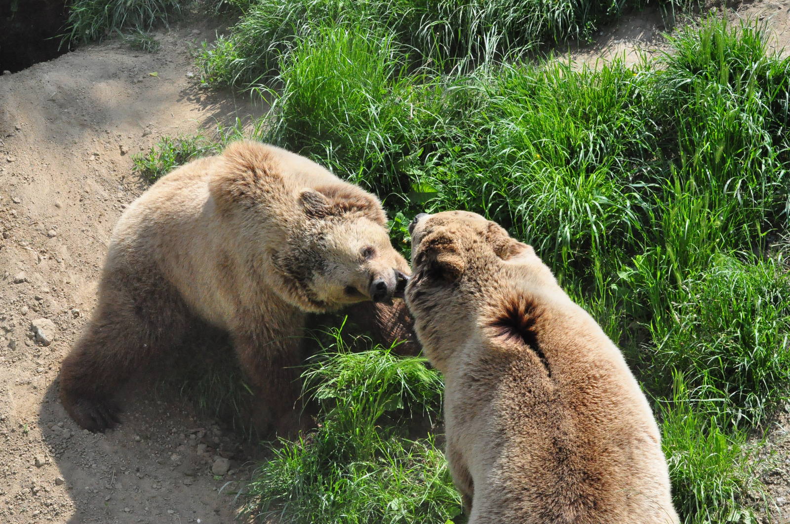 European brown bear/ Ursus arctos arctos
