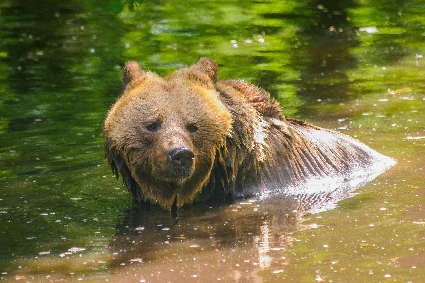European brown bear (Ursus arctos arctos)